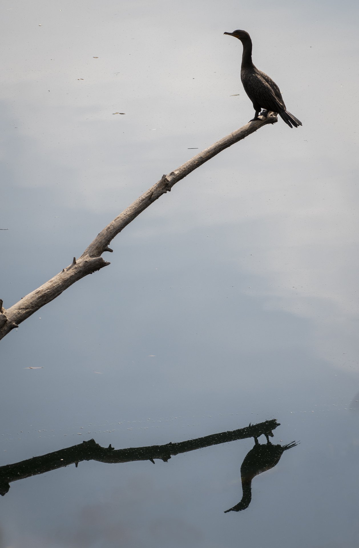 Double-crested Cormorant