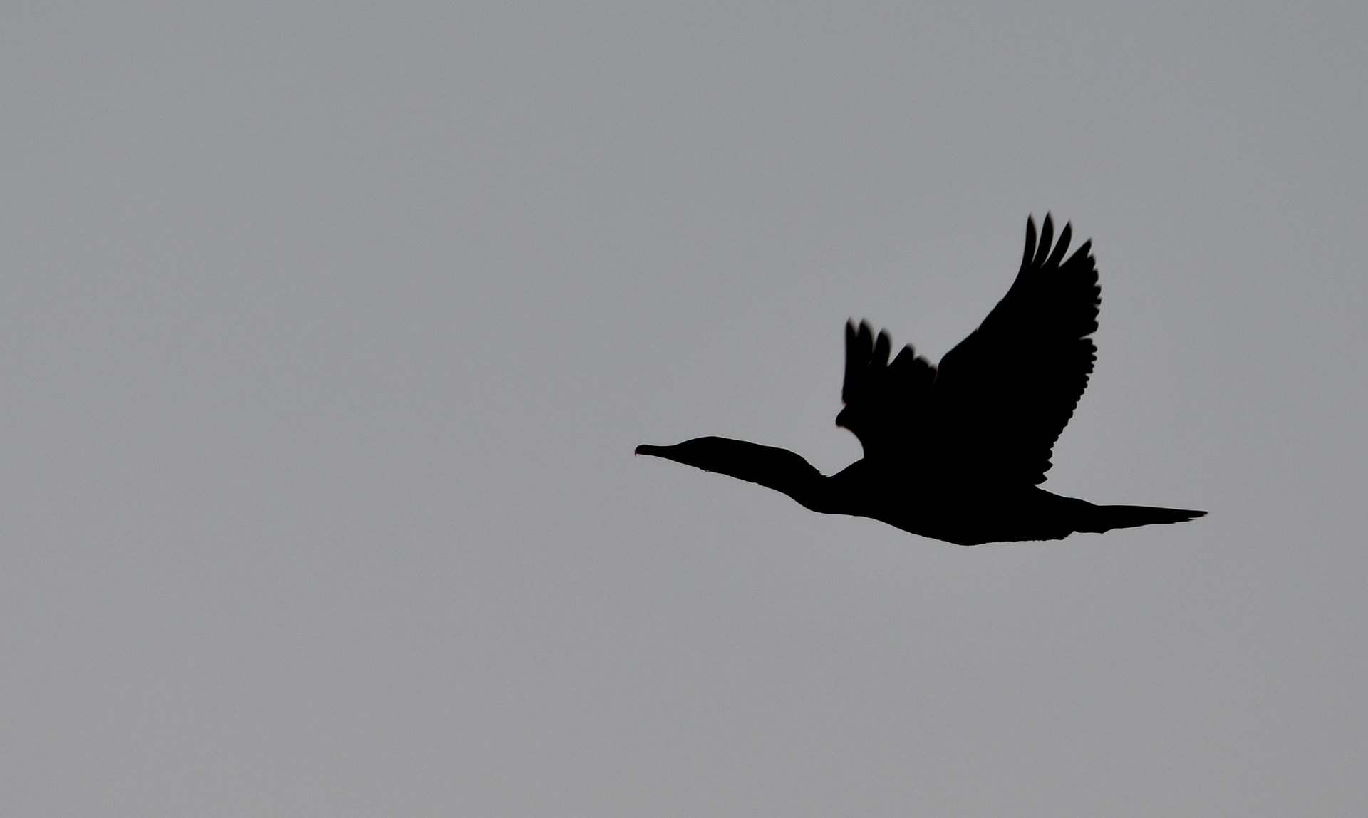 Double-crested Cormorant