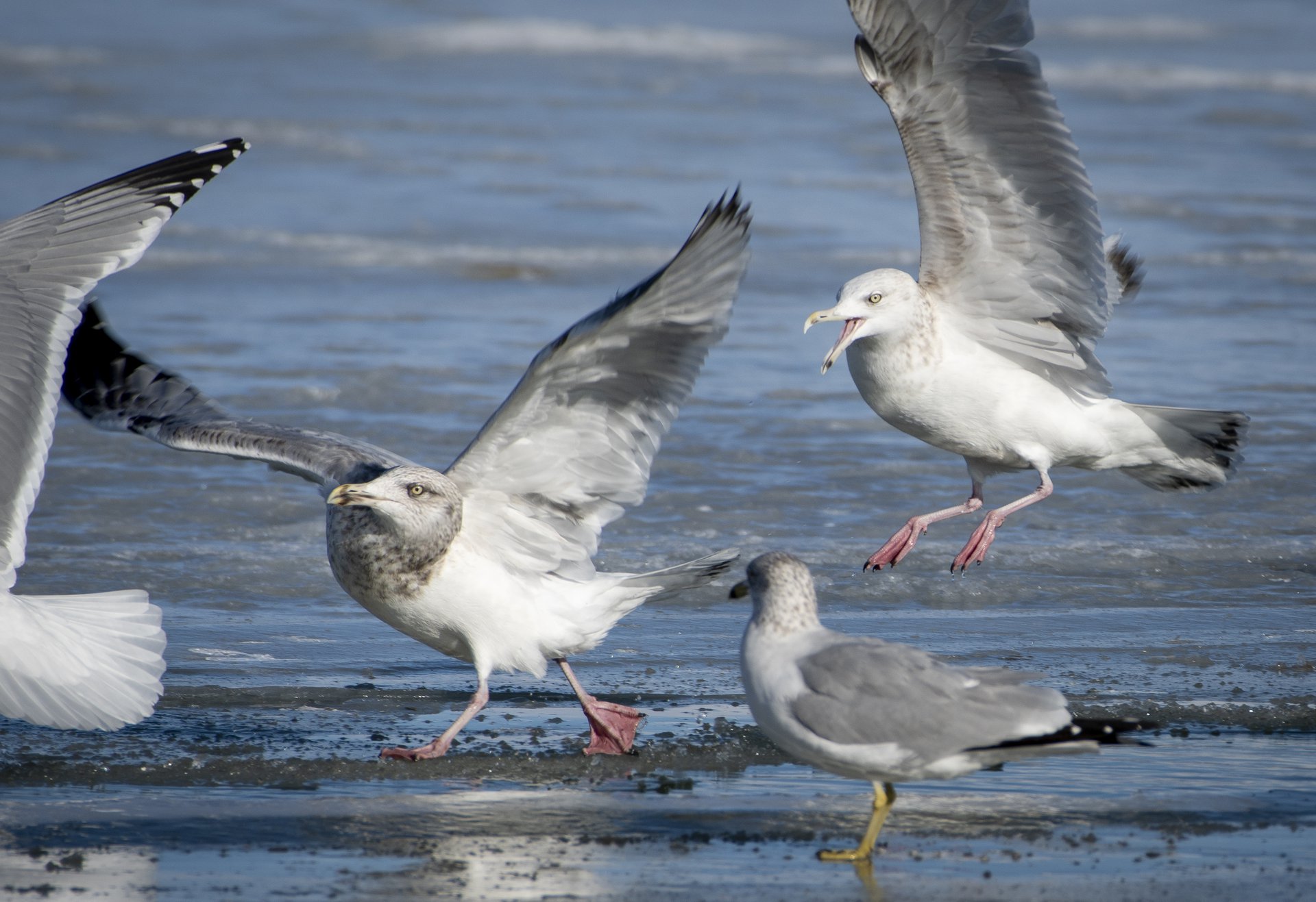 Gulls