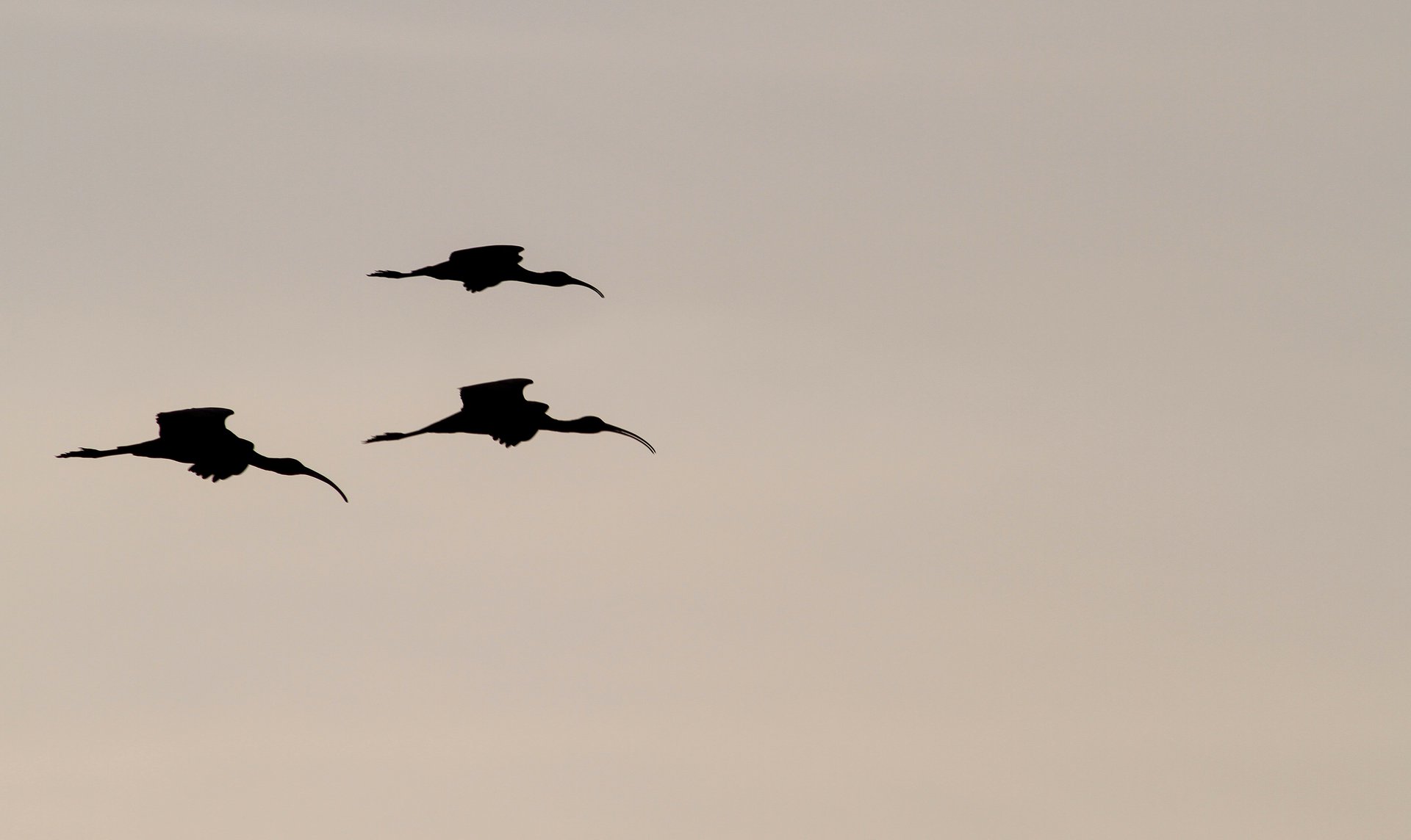 Ibises