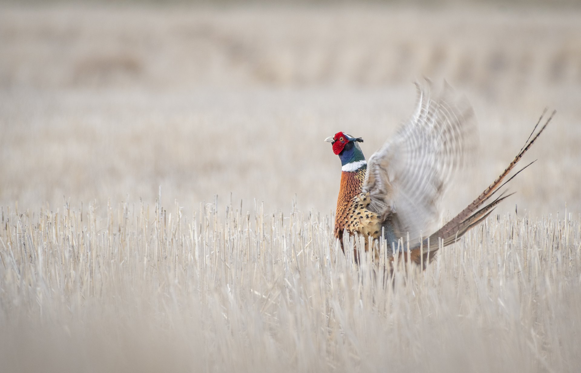 Ring-necked Pheasant