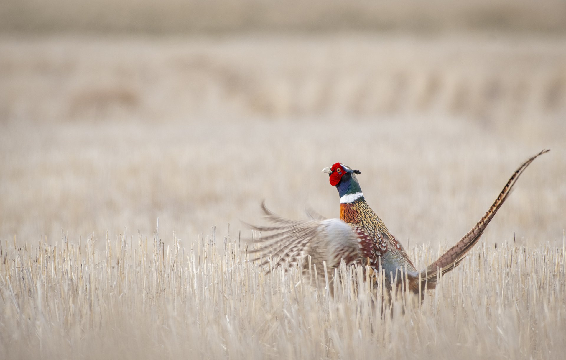 Ring-necked Pheasant