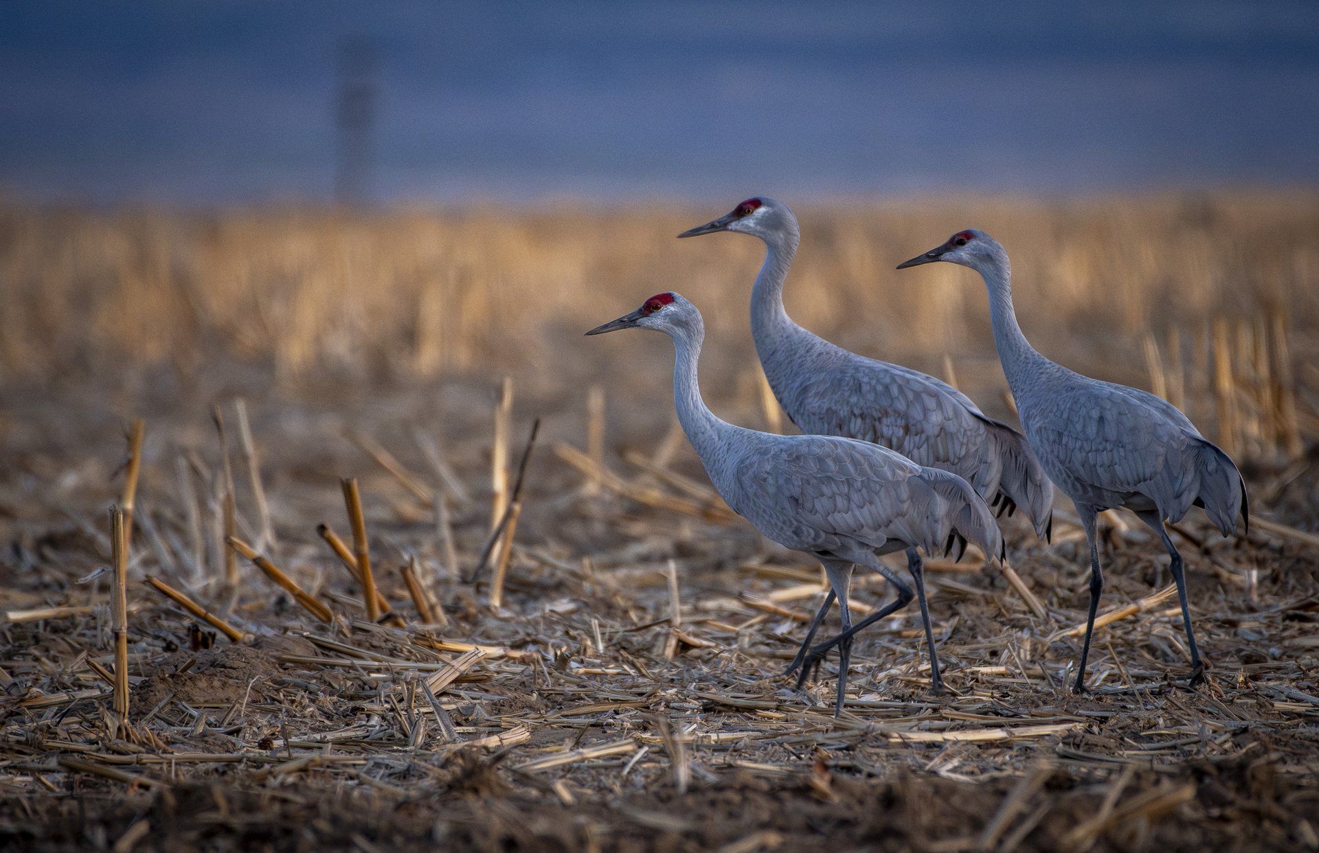 Sandhill Cranes