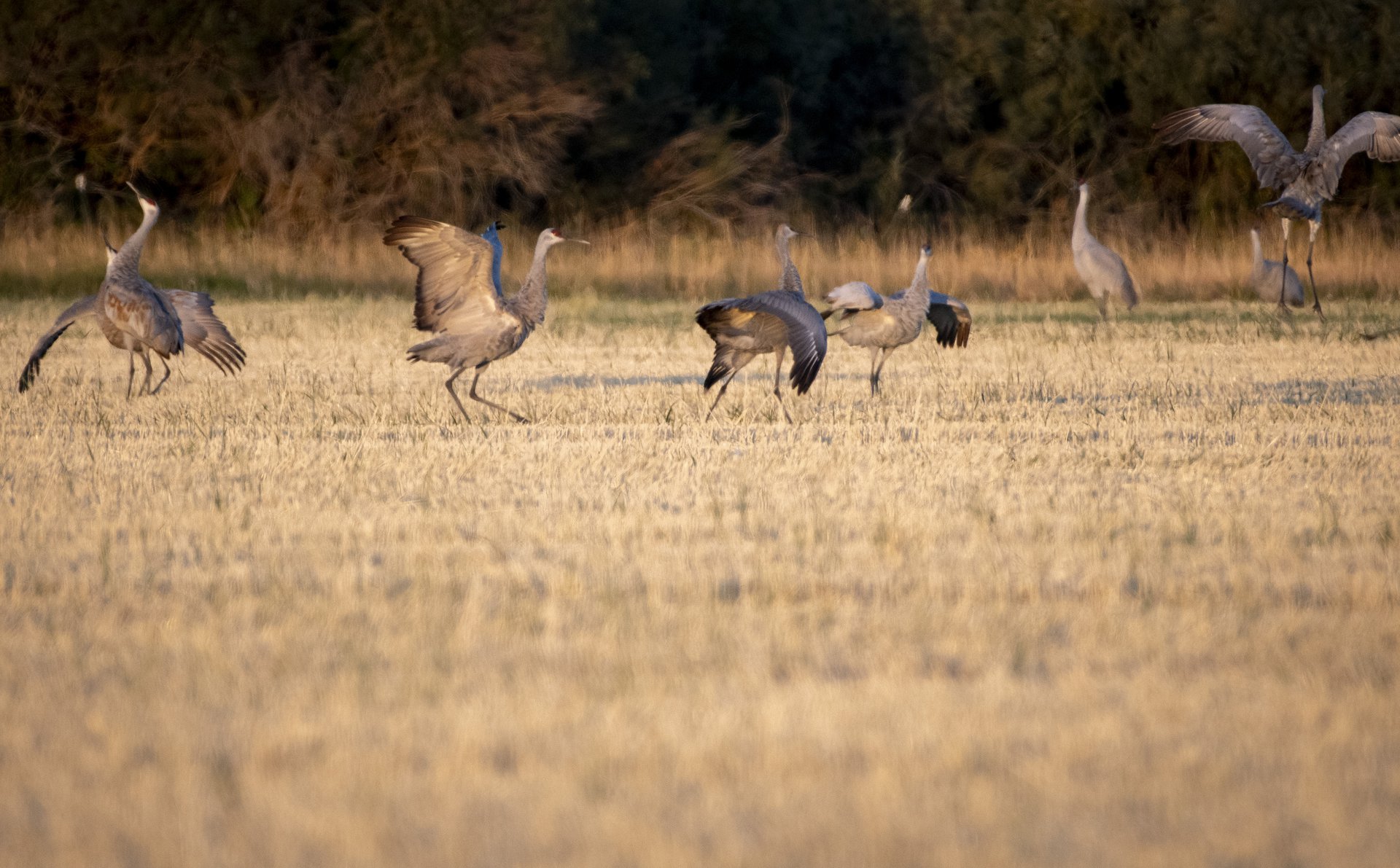 Sandhill Cranes