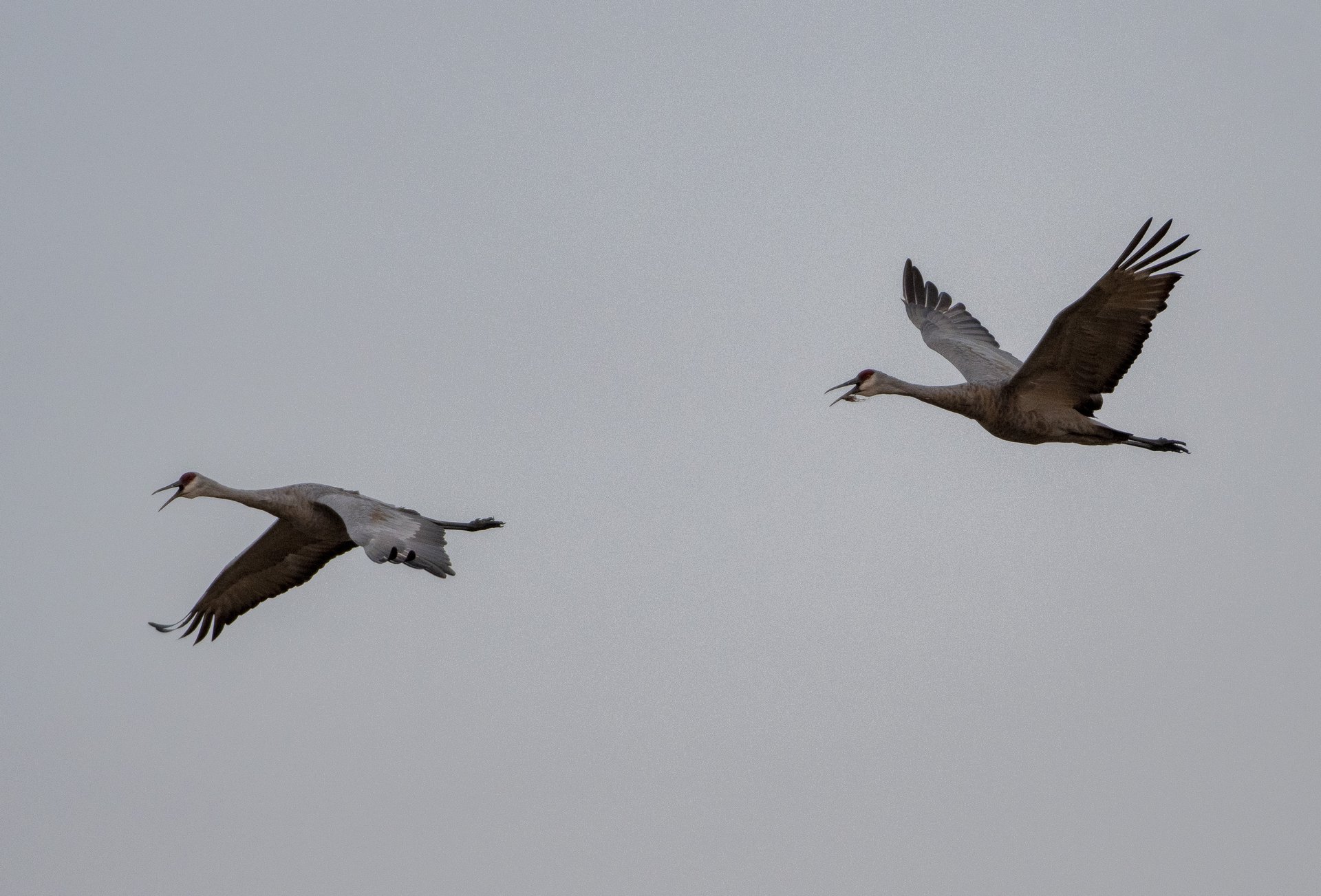 Sandhill Cranes