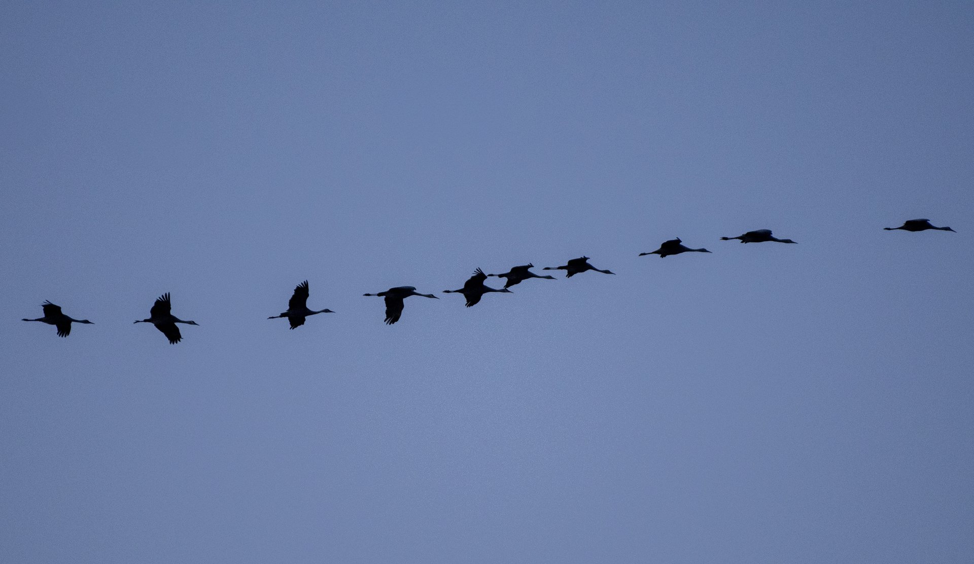 Sandhill Cranes