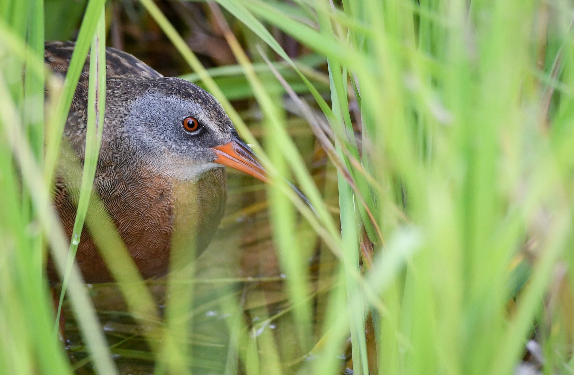 Virginia Rail