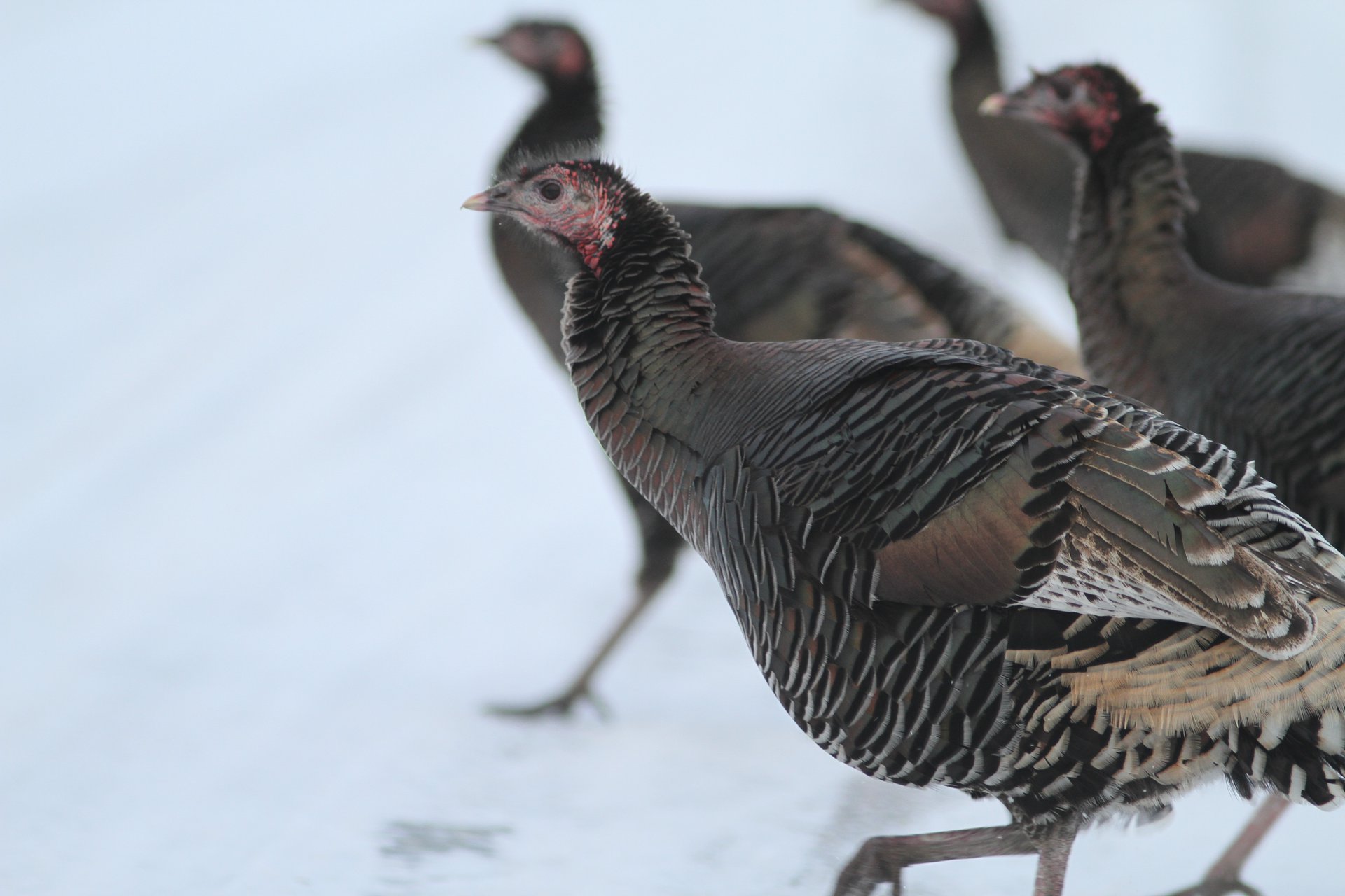 Wild Turkey