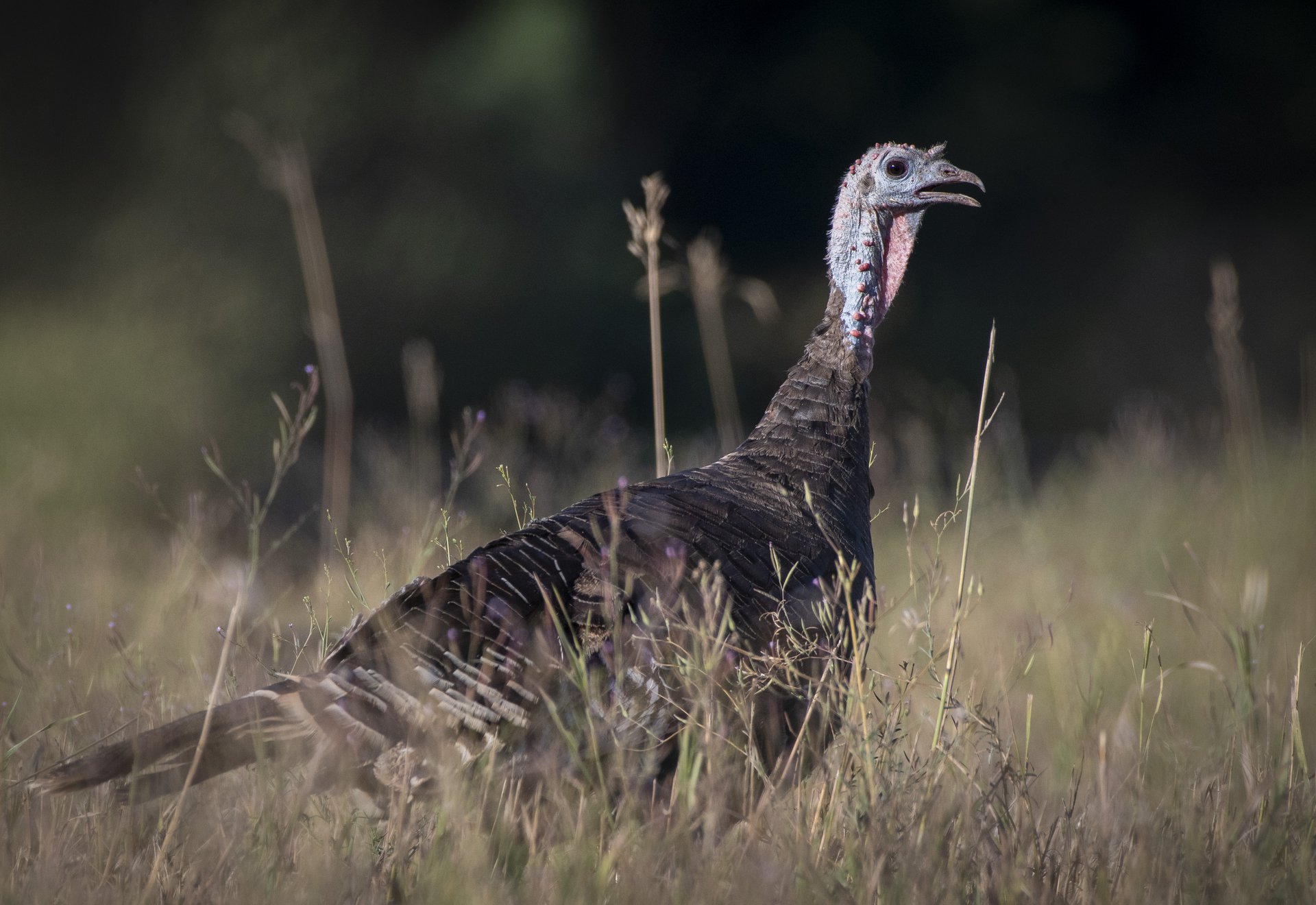 Wild Turkey