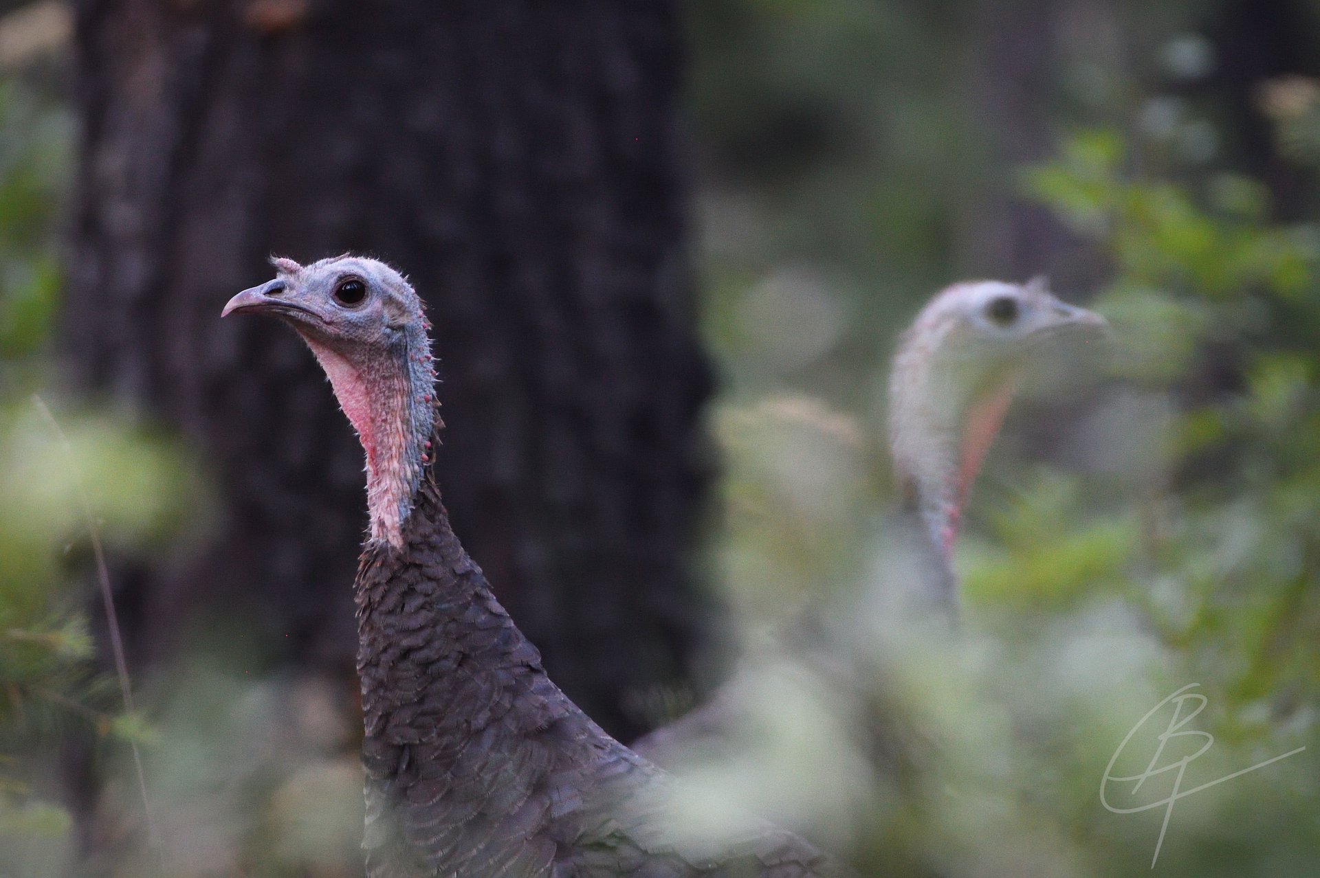 Wild Turkeys
