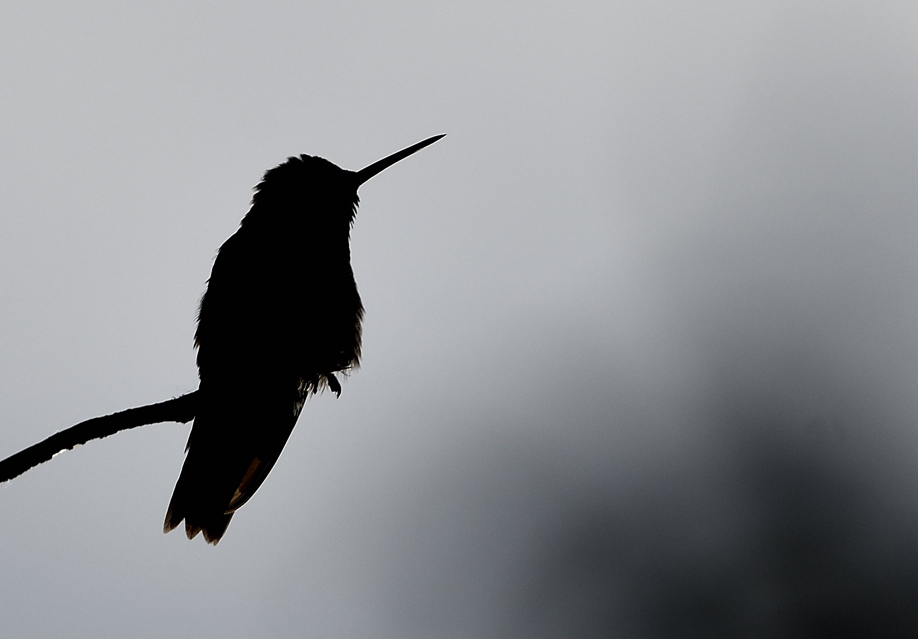 Black-chinned Hummingbird