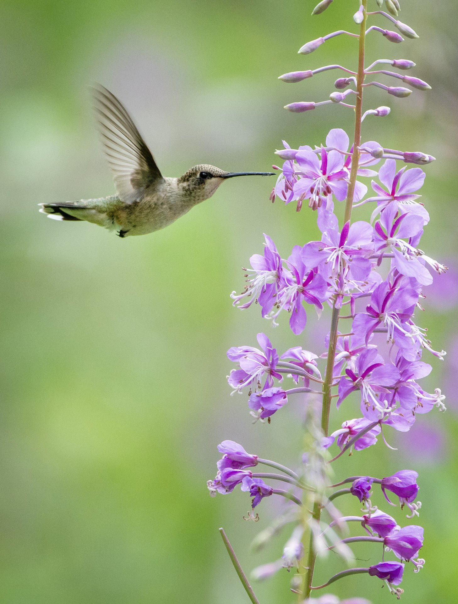 Black-chinned Hummingbird
