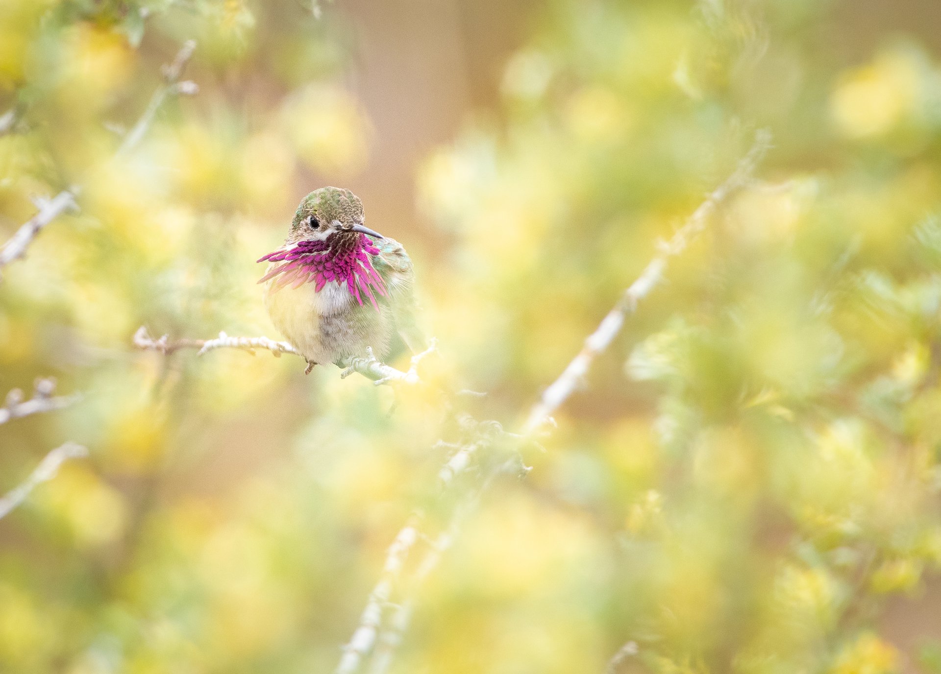 Calliope Hummingbird