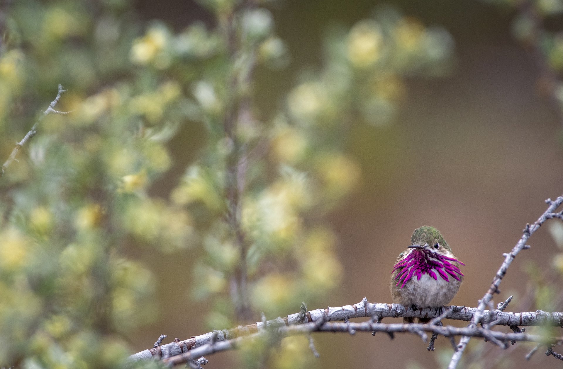 Calliope Hummingbird