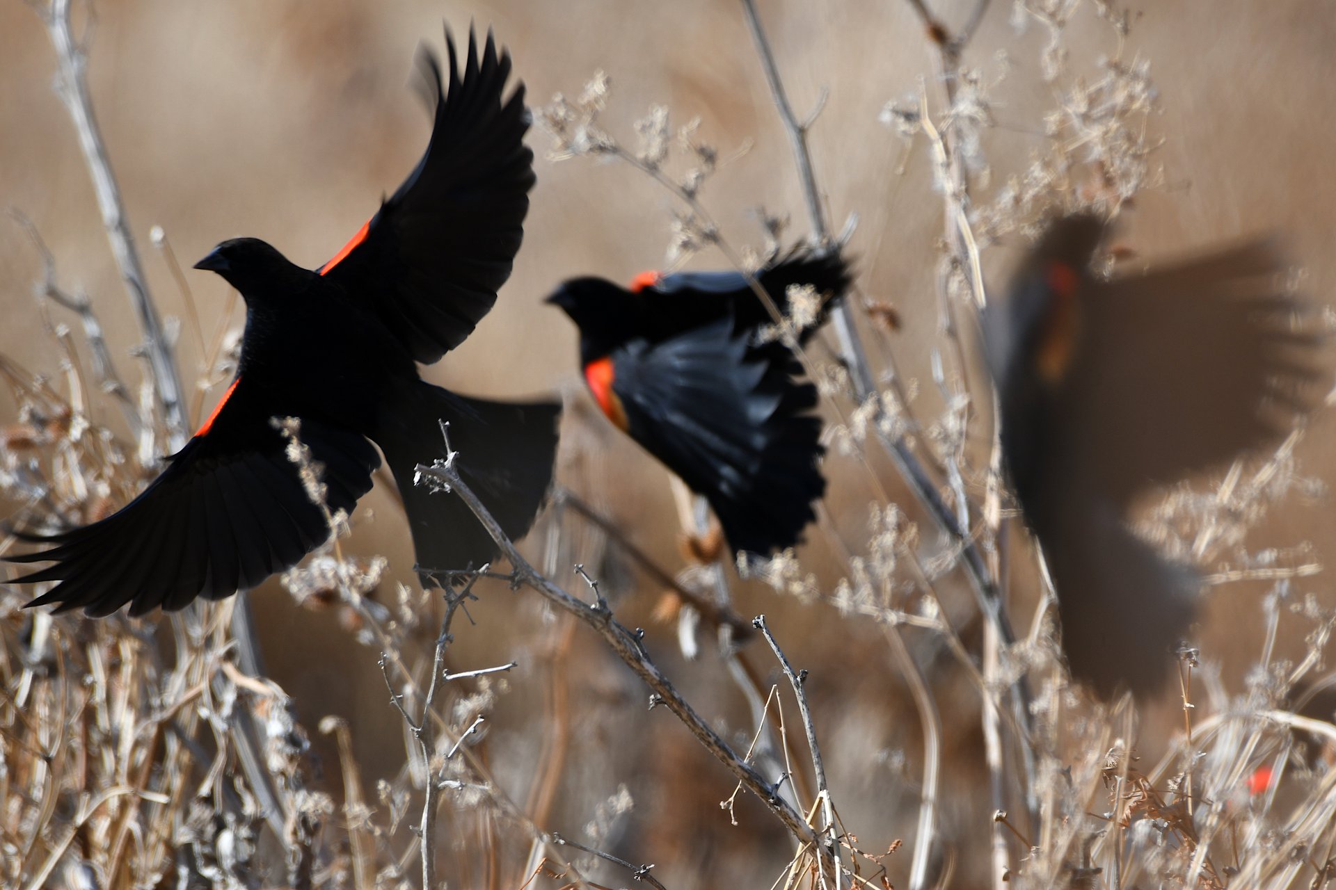 Red-winged Blackbirds