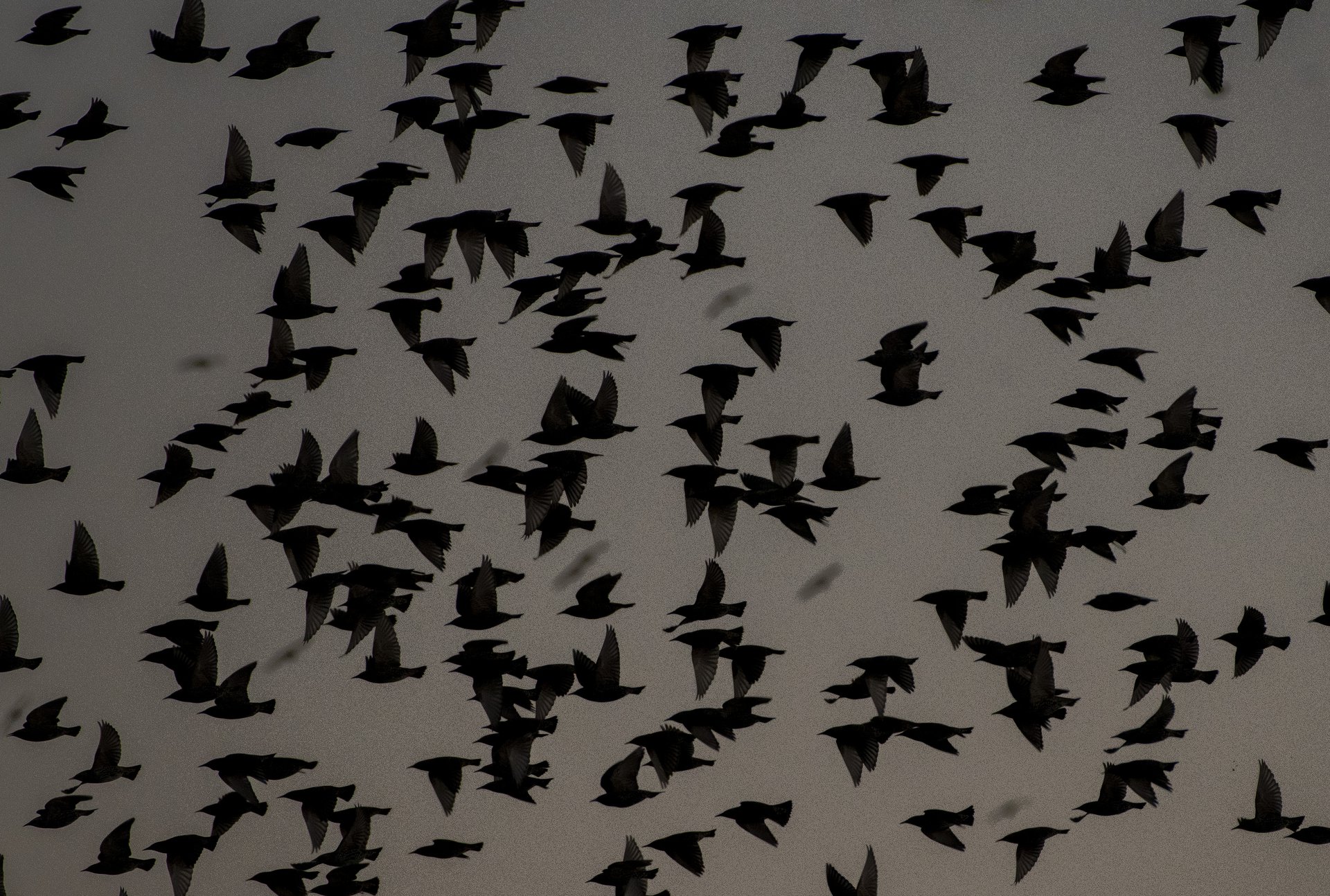Red-winged Blackbirds