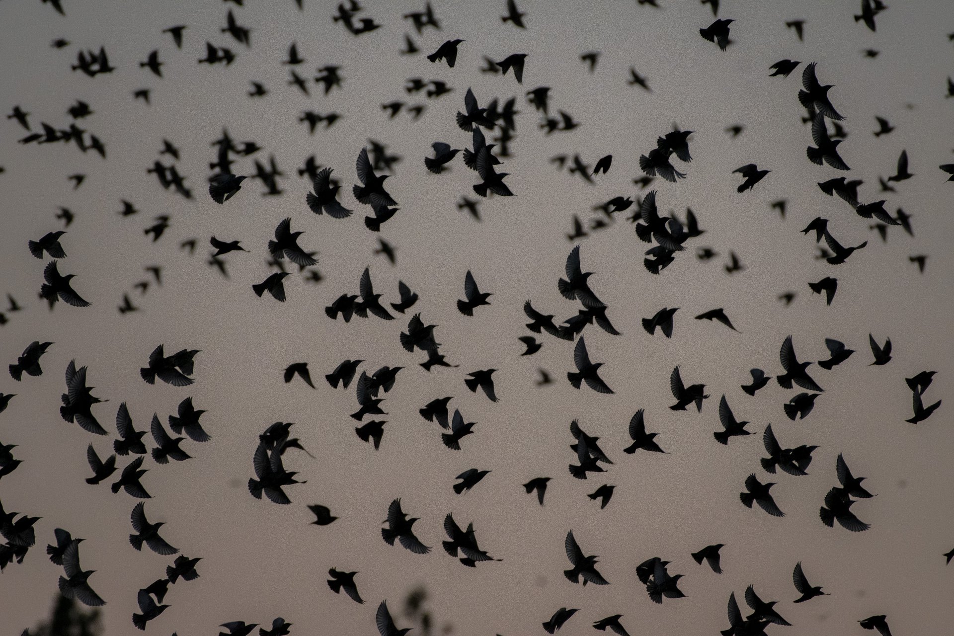 Red-winged Blackbirds
