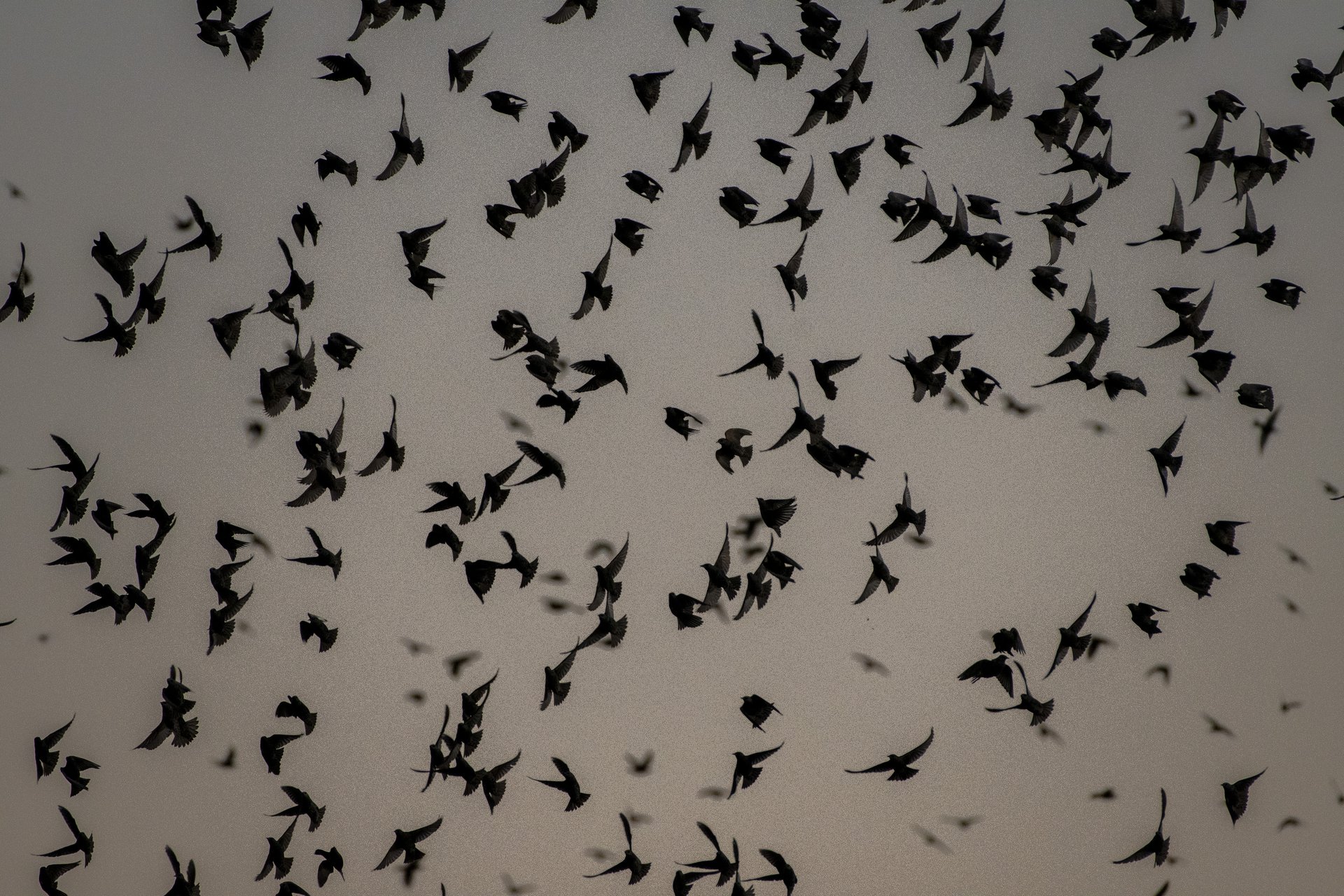Red-winged Blackbirds