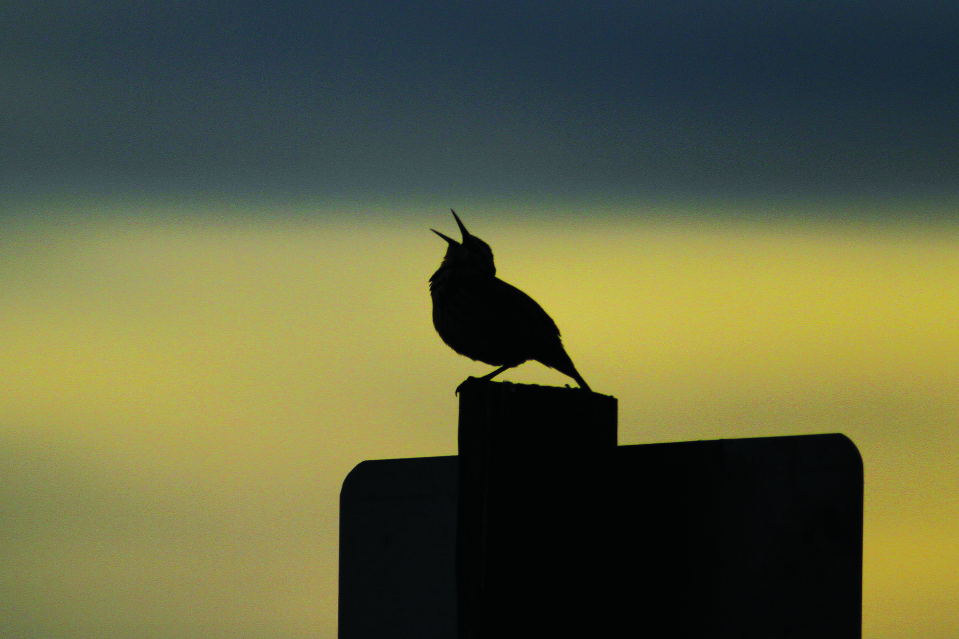 Western Meadowlark