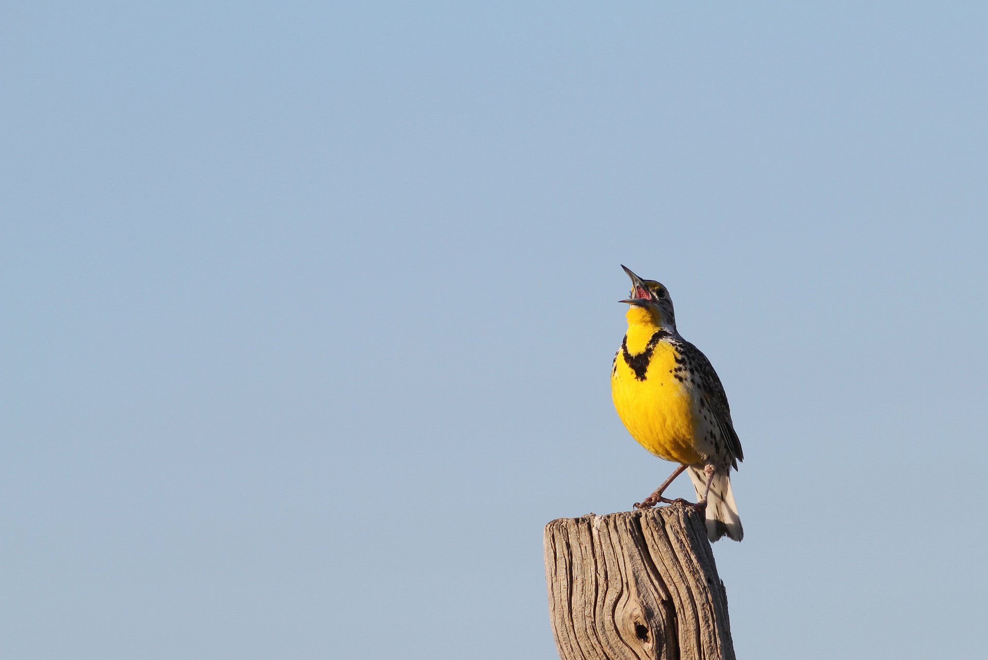 Western Meadowlark