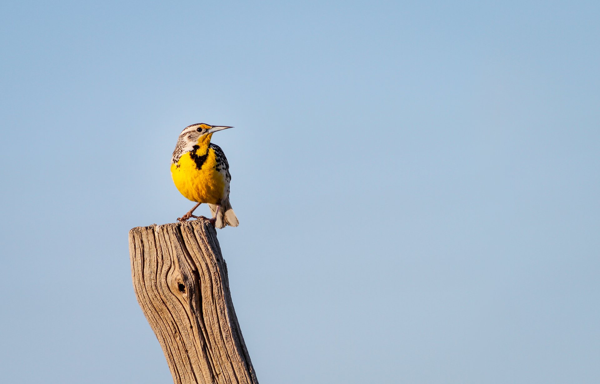 Western Meadowlark
