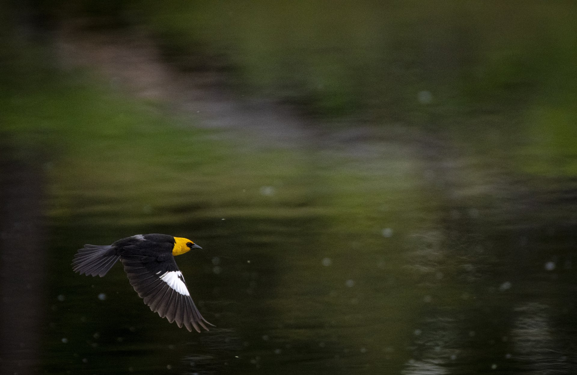 Yellow-headed Blackbird