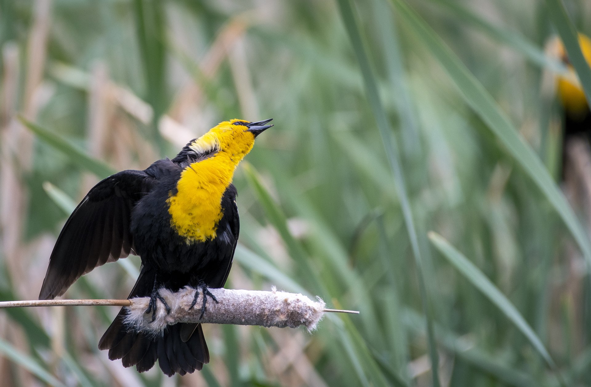 Yellow-headed Blackbird