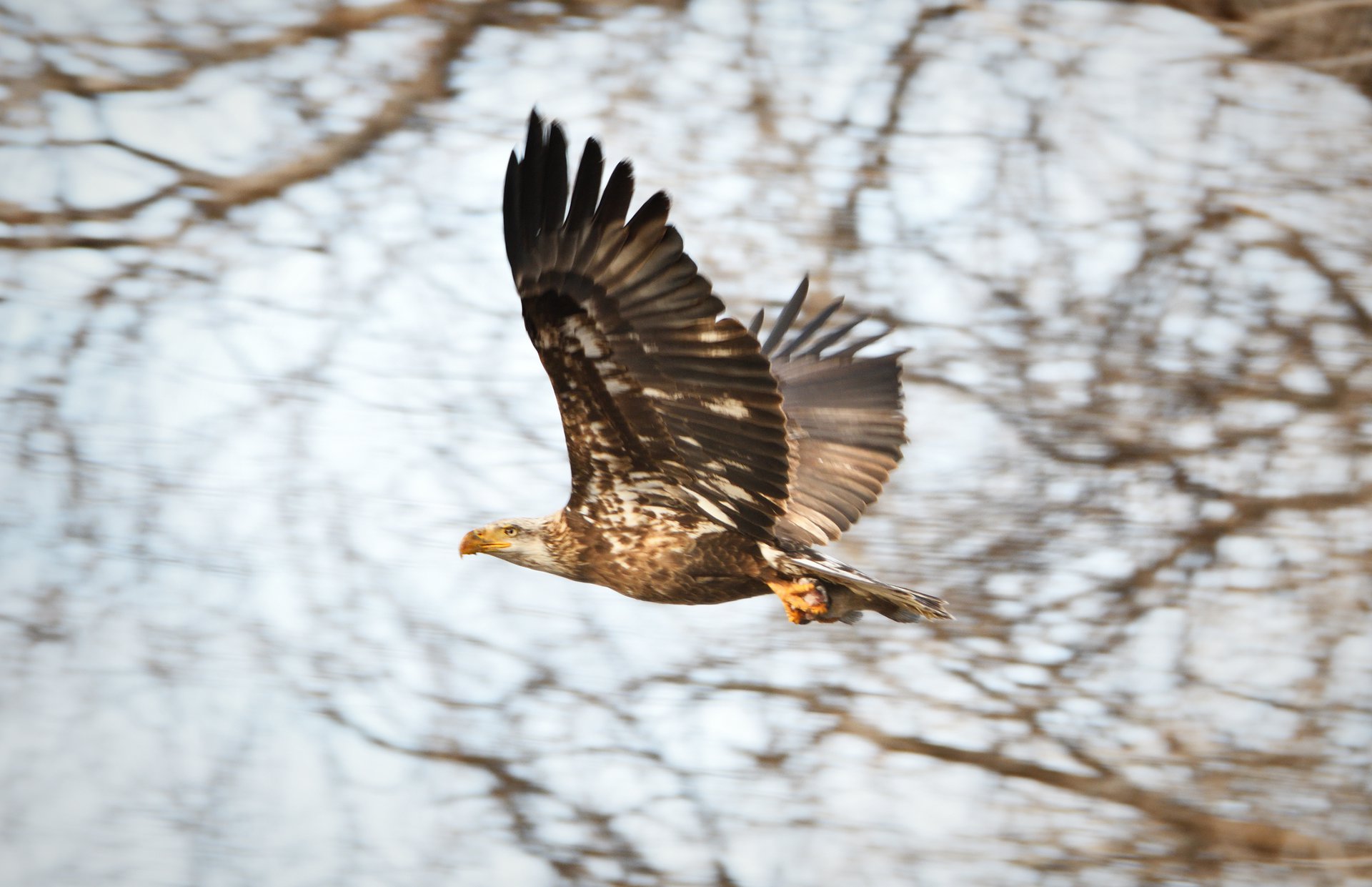 Bald Eagle