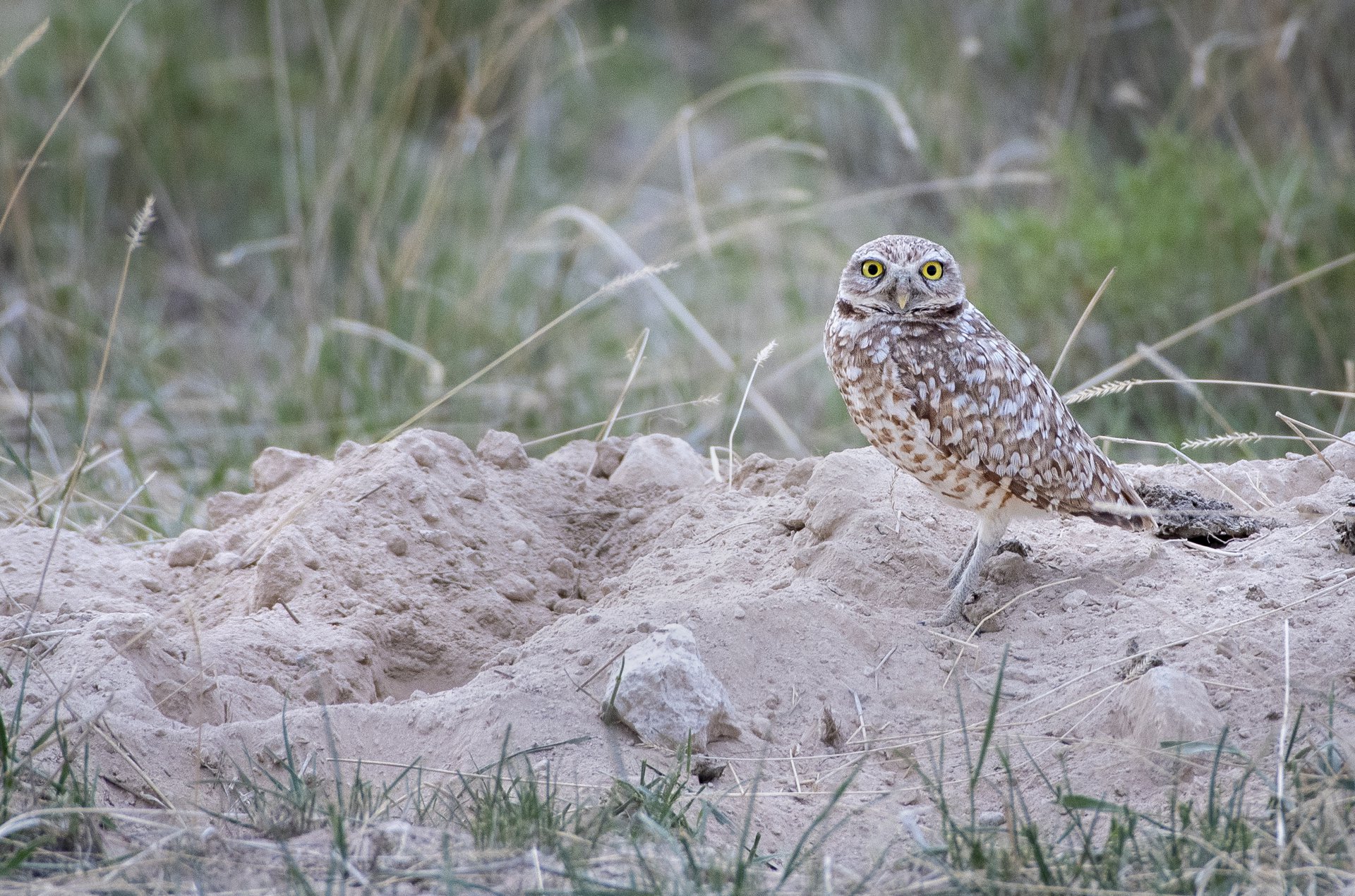 Burrowing Owl