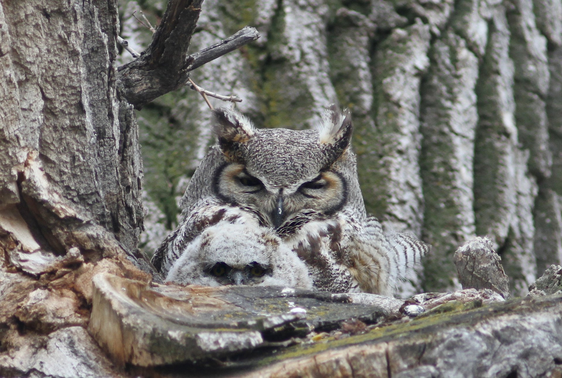 Great Horned Owl