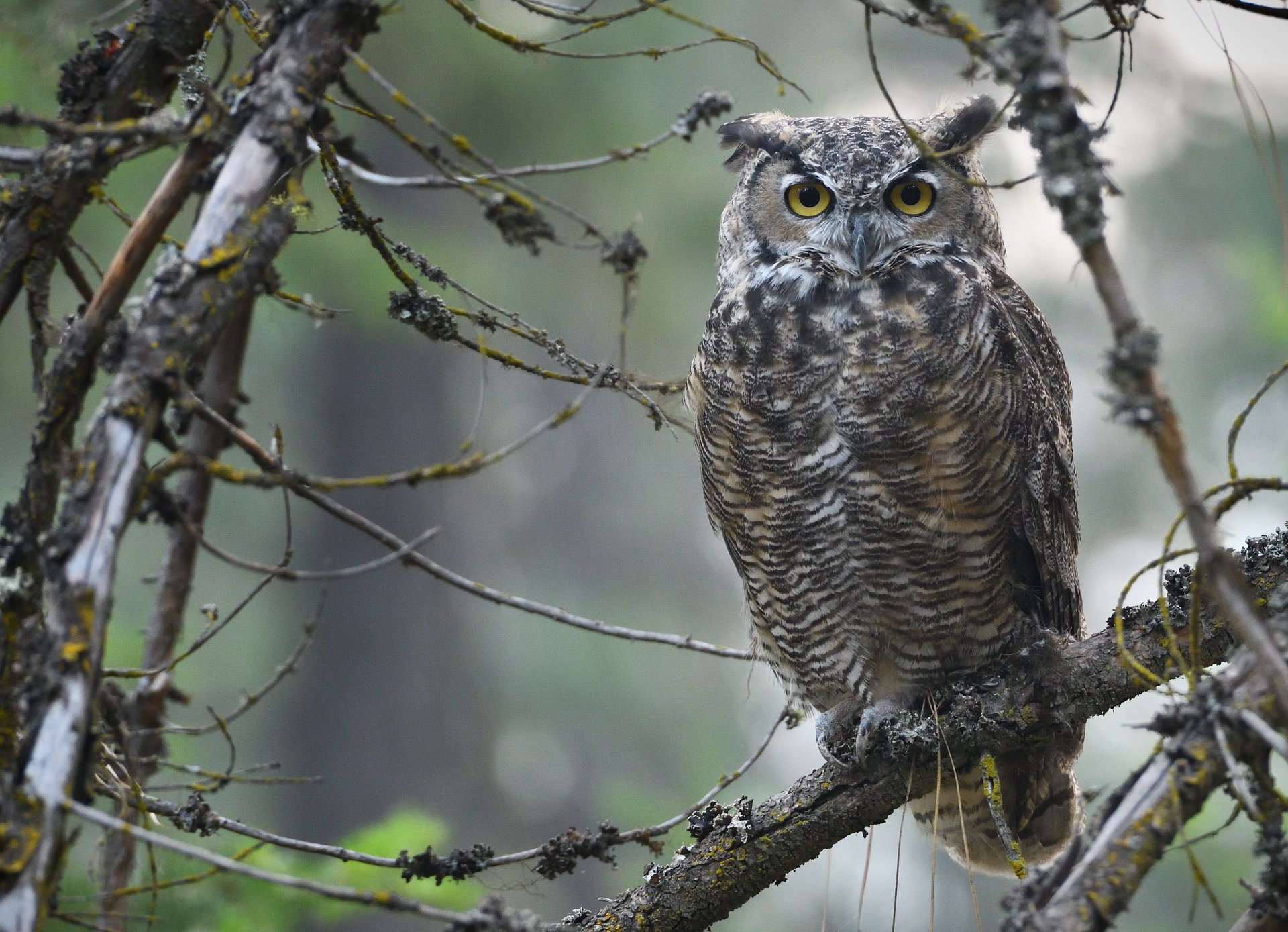 Great Horned Owl