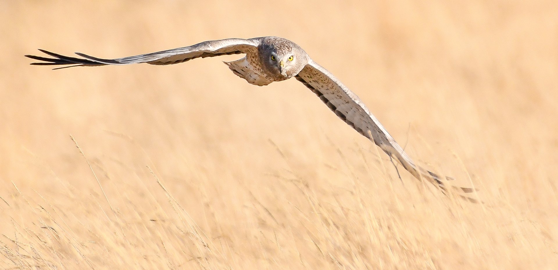 Northern Harrier