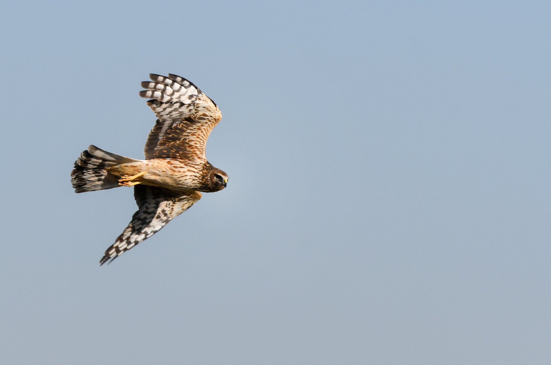 Northern Harrier
