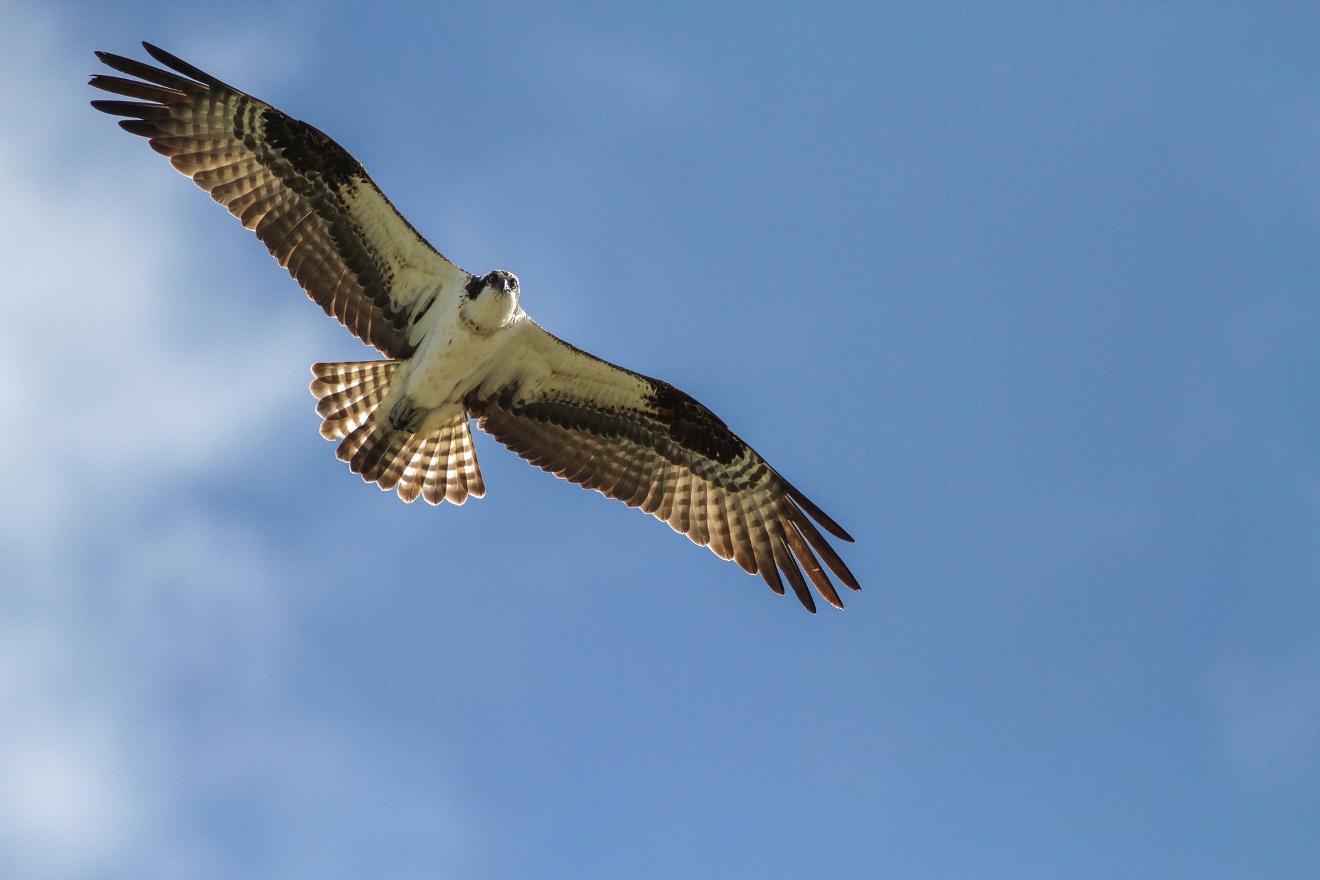 Osprey