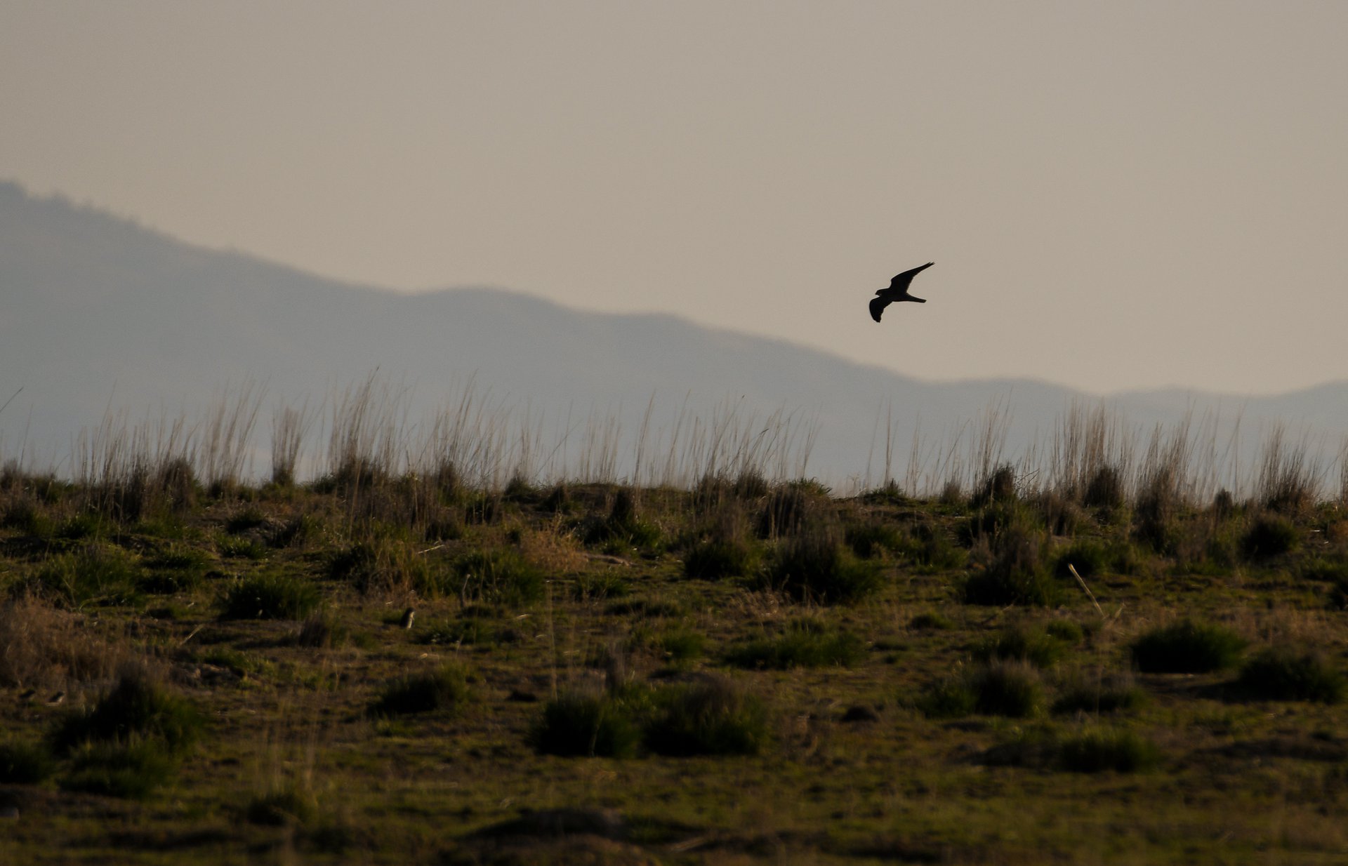 A prairie falcon soars over a field full of Piute ground squirrels on March 21, 2020, at the Morley Nelson Snake River Birds of Prey National Conservation Area in Idaho