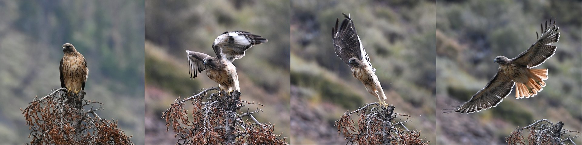 Red-tailed Hawk
