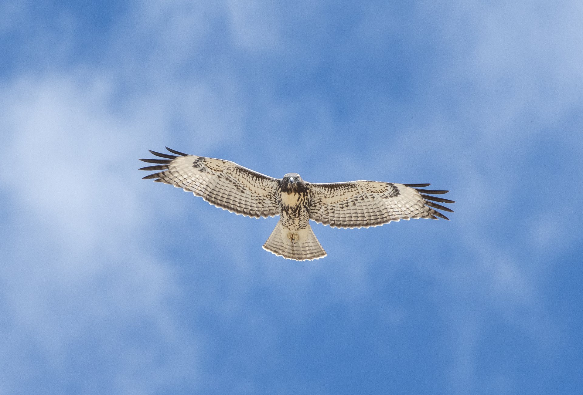 Red-tailed Hawk