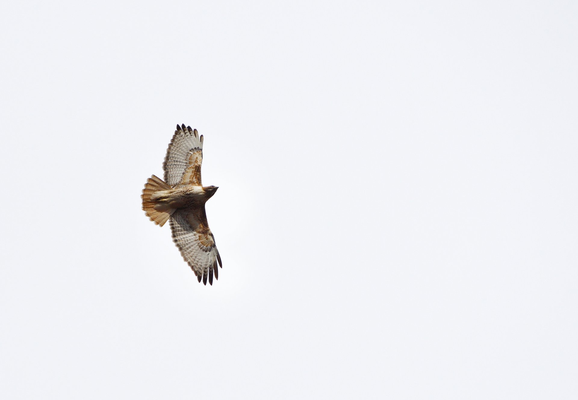 Red-tailed Hawk