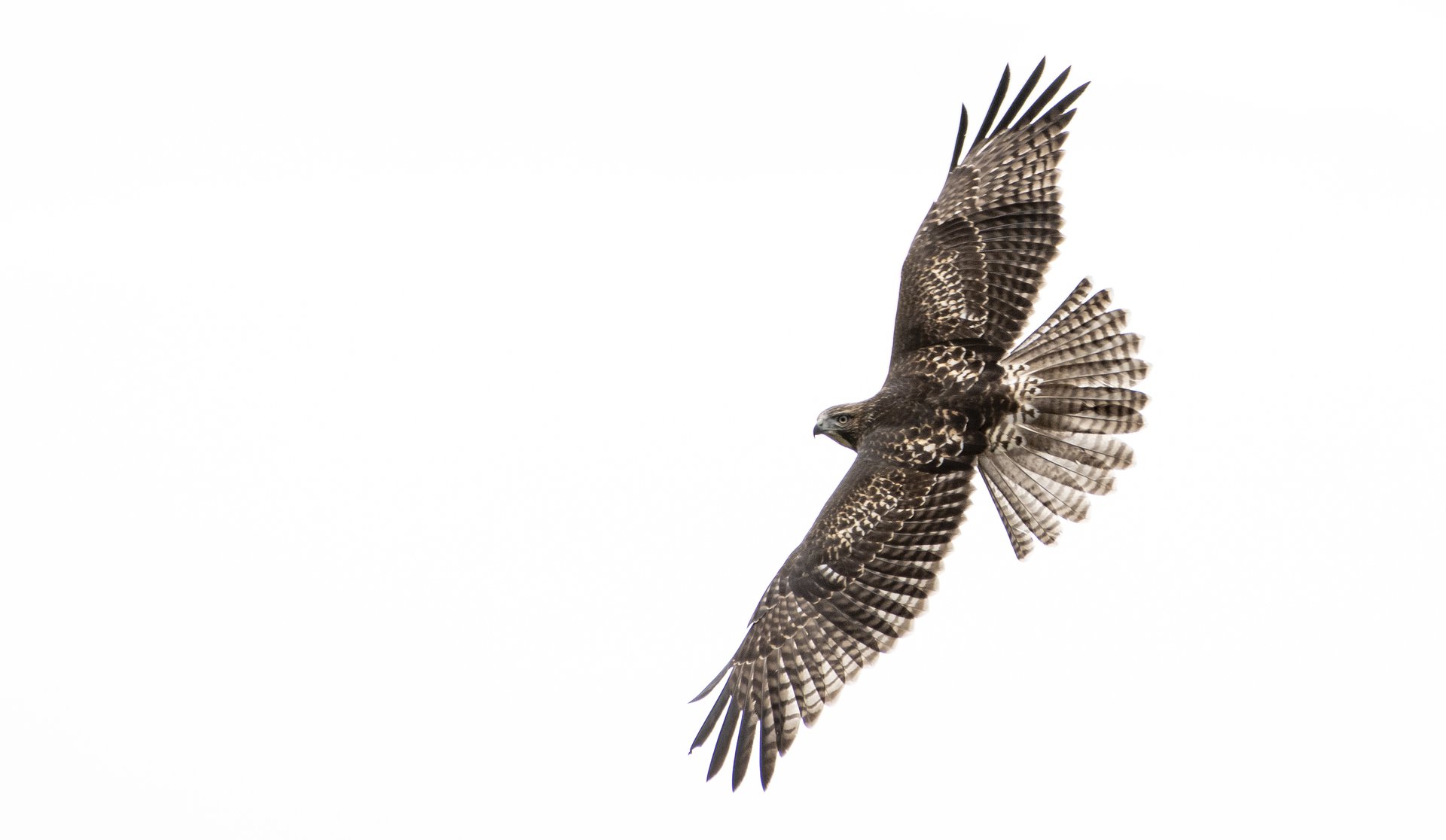 Red-tailed Hawk