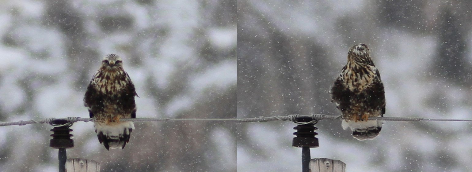 Rough-legged Hawk