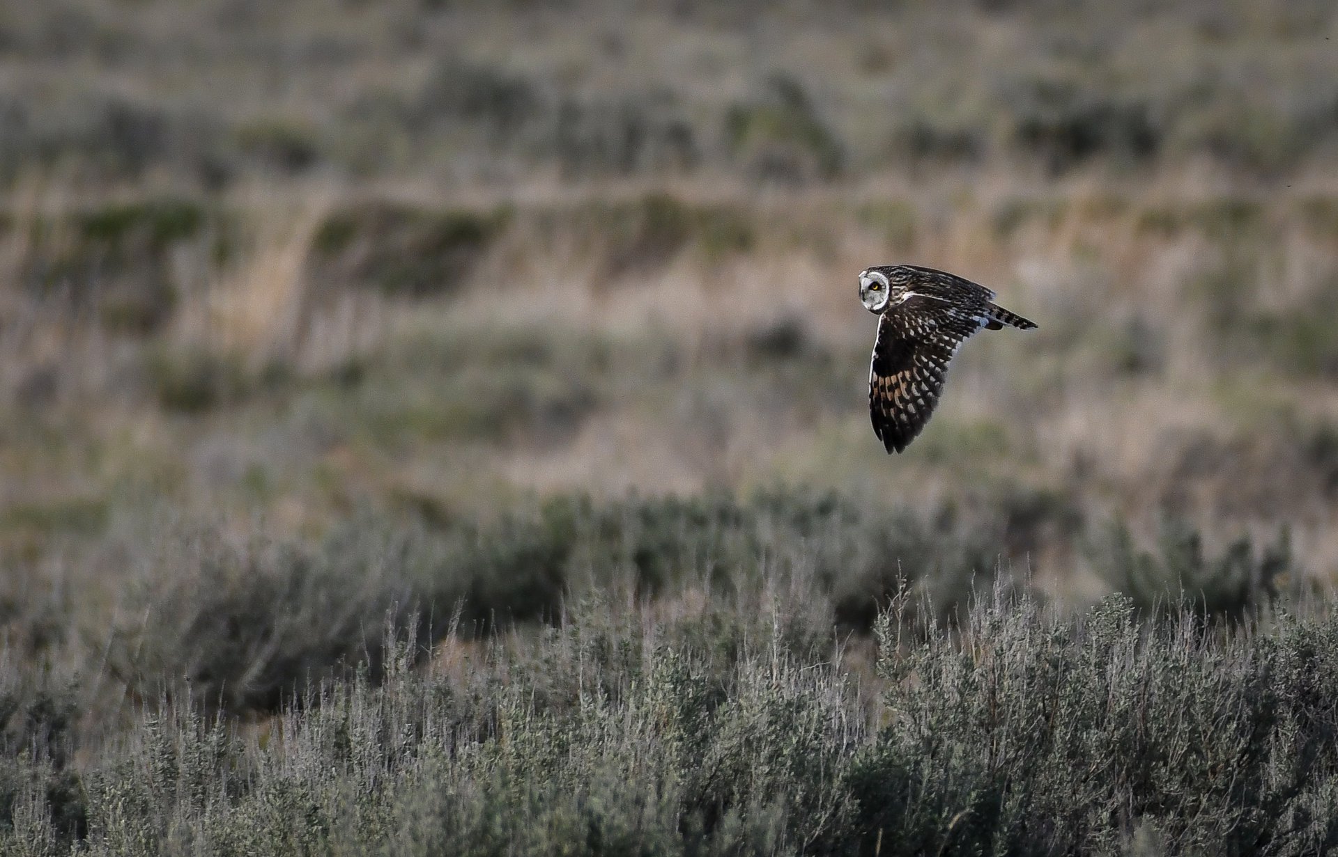 Short-eared Owl