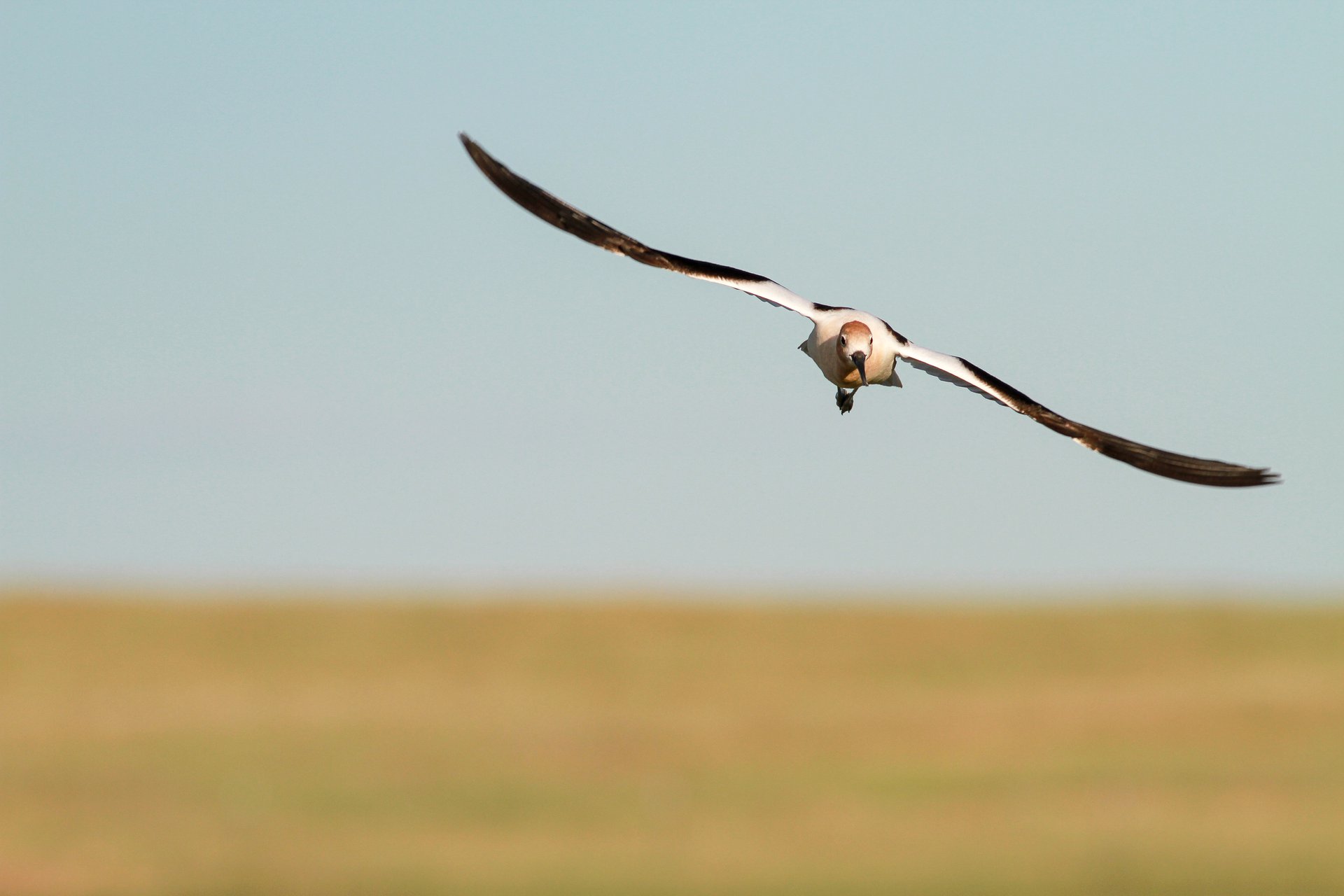 American Avocet