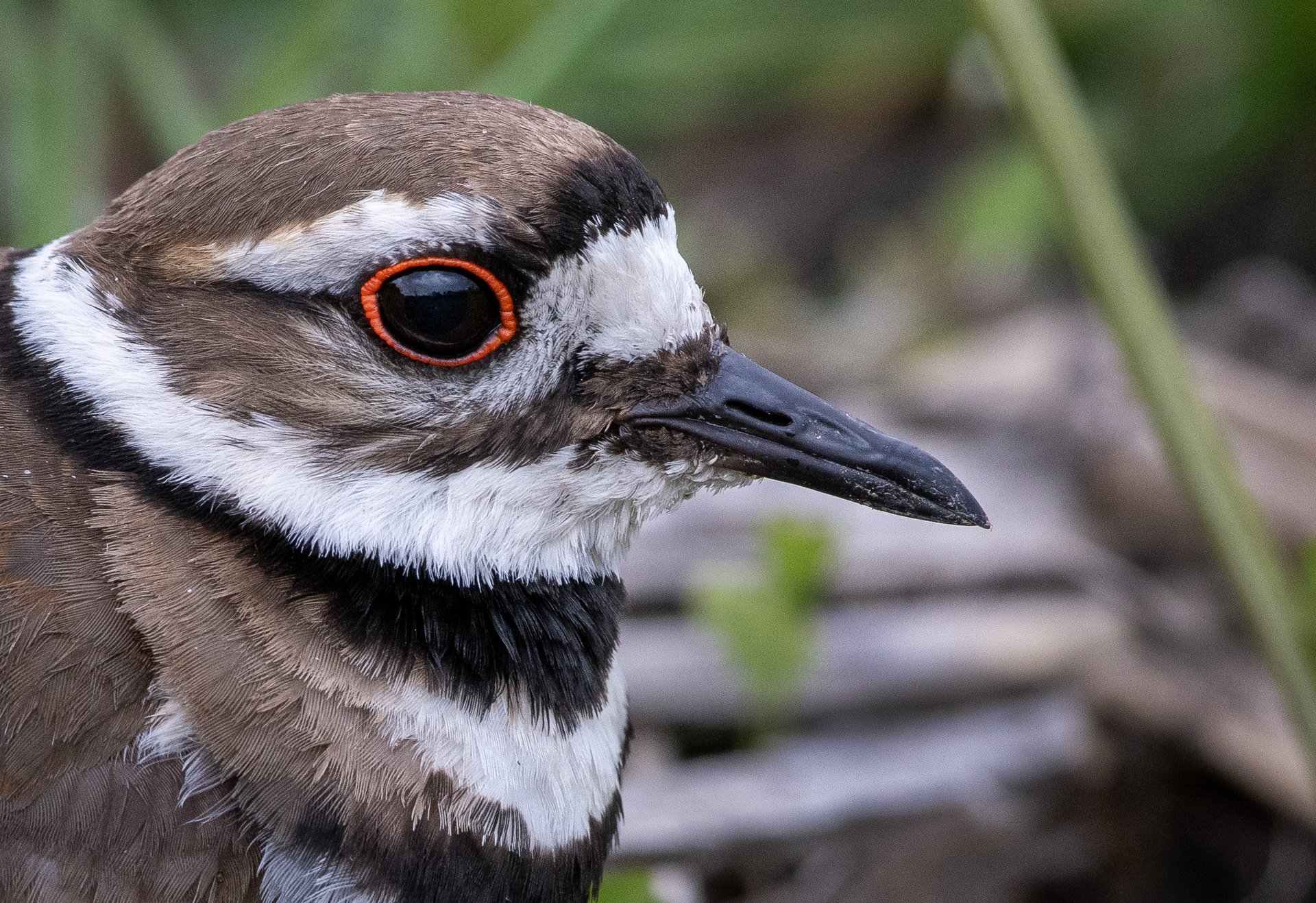 Killdeer