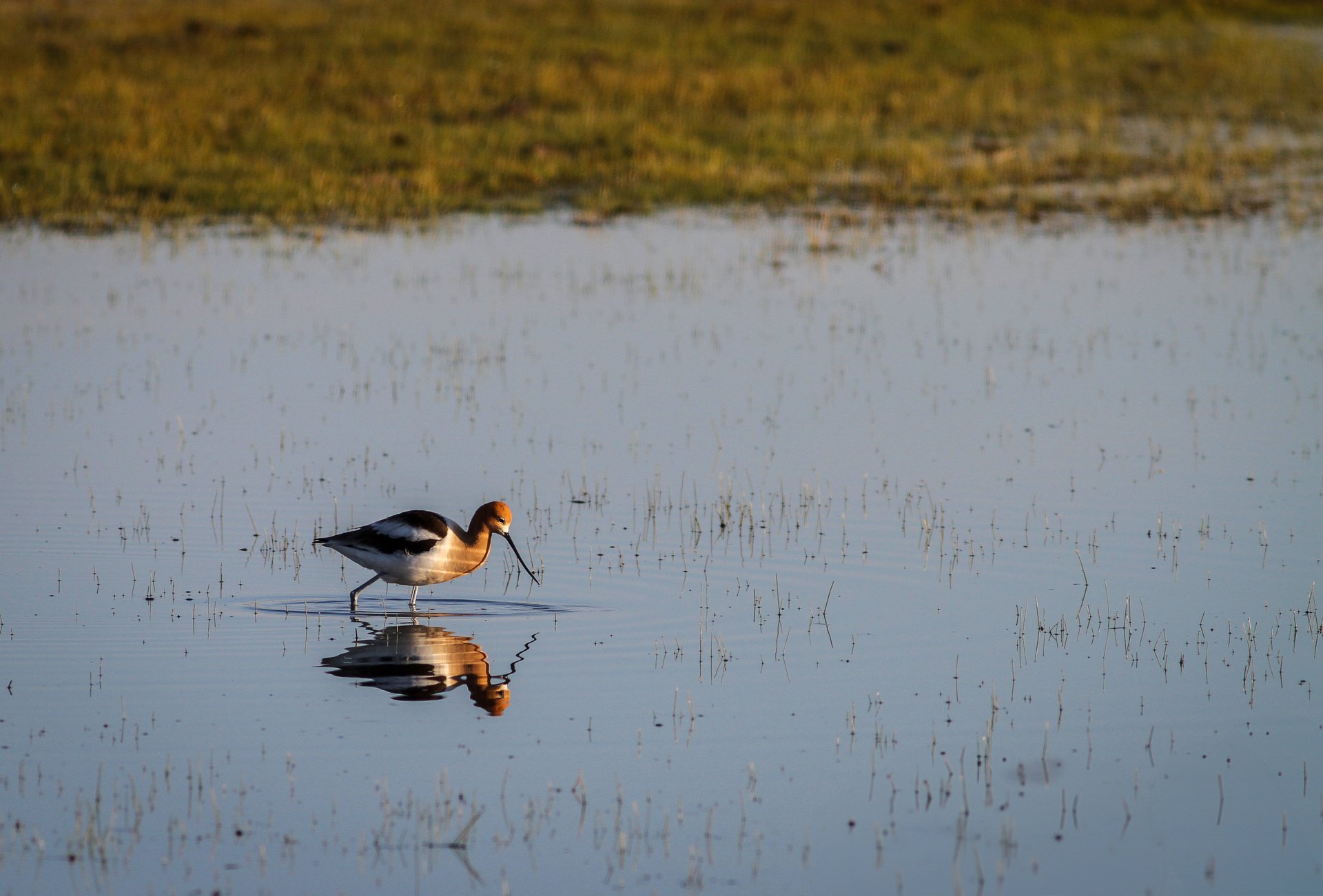 American Avocet