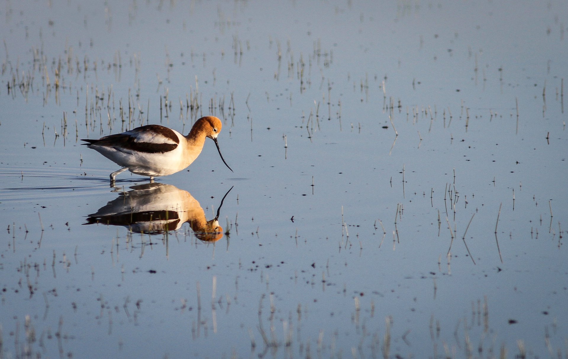 American Avocet