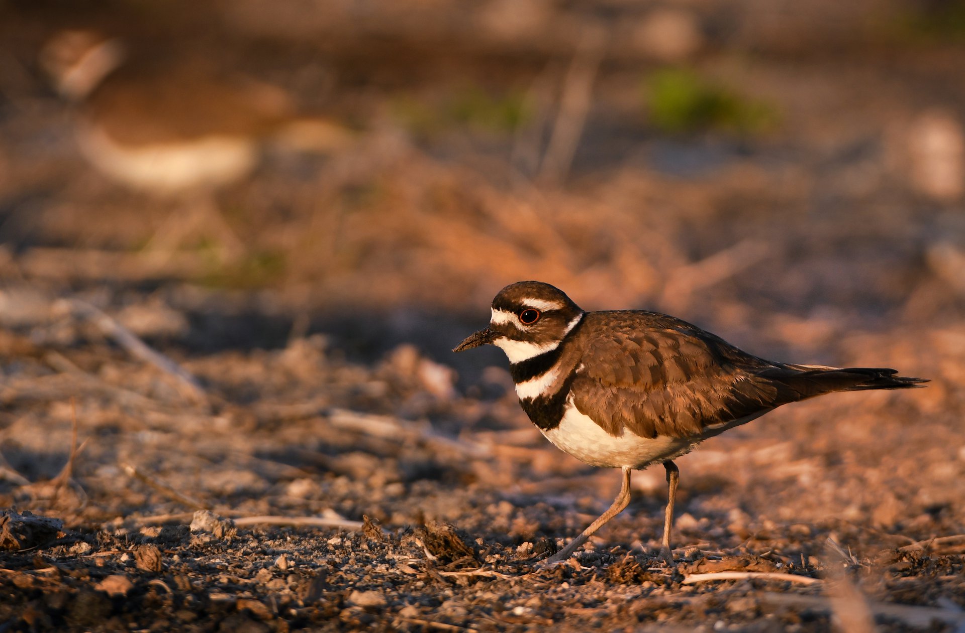 Killdeer