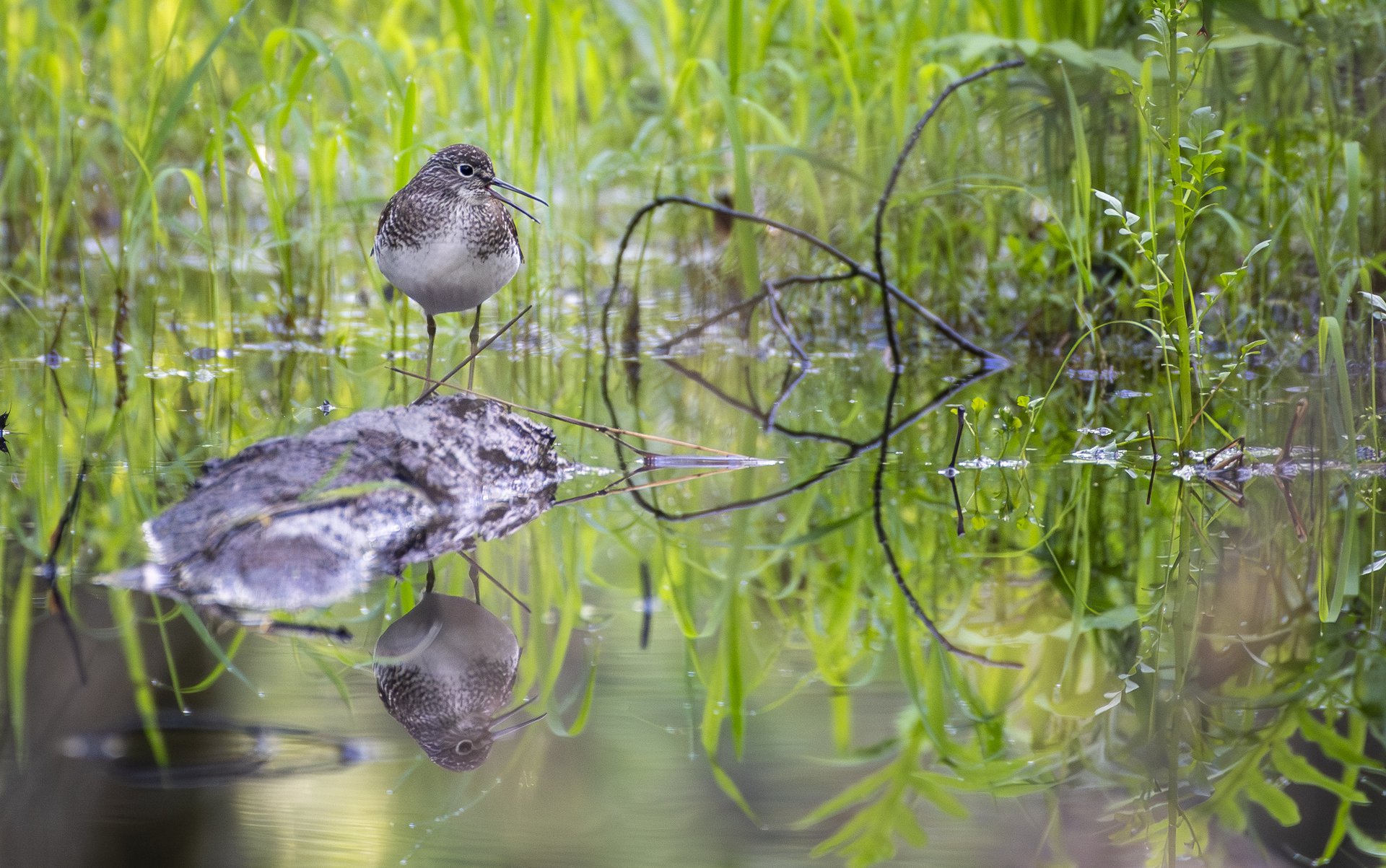 Solitary Sandpiper