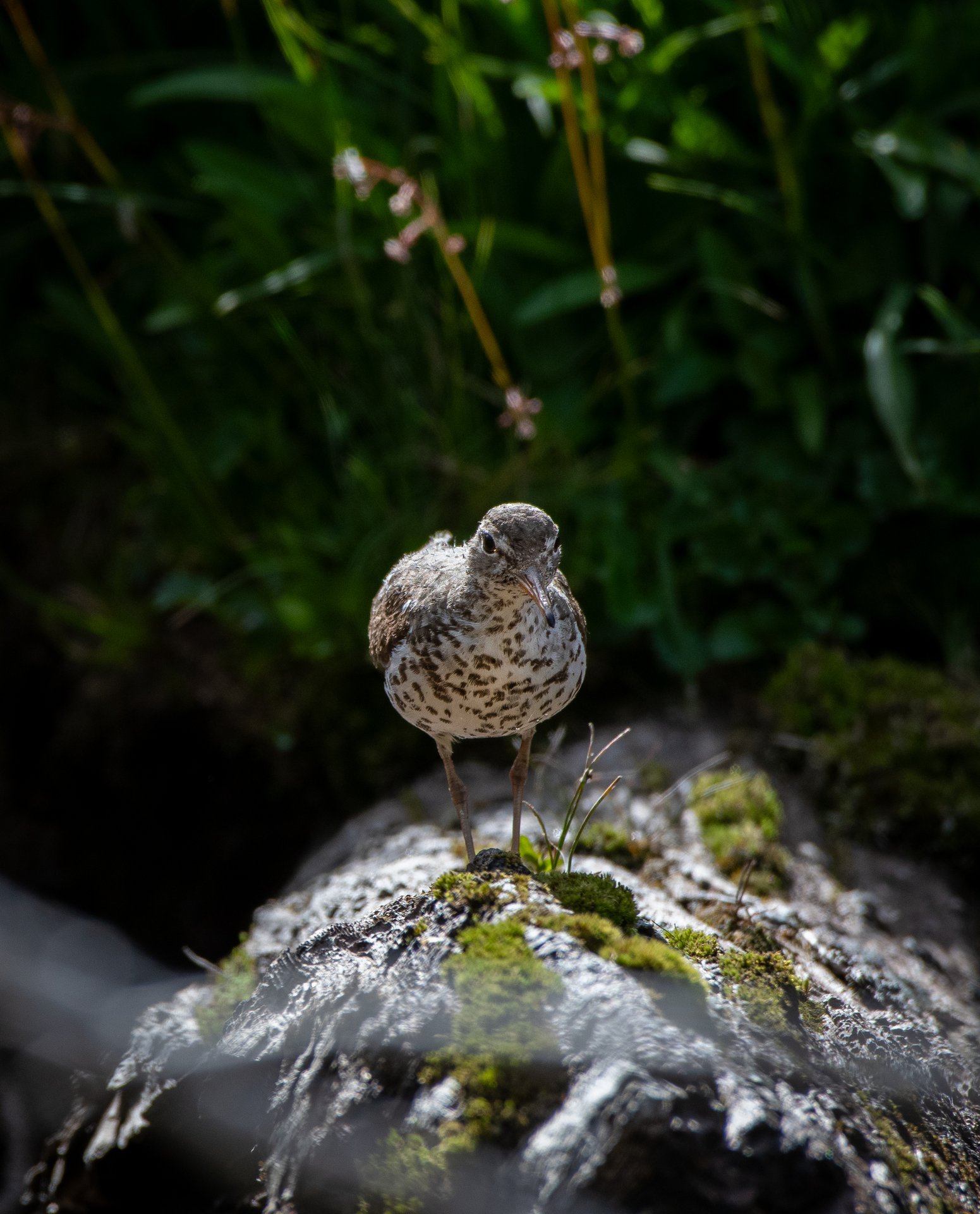 Spotted Sandpiper