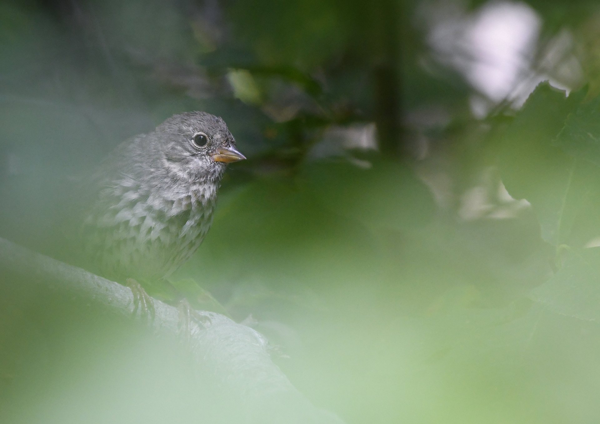 Fox Sparrow