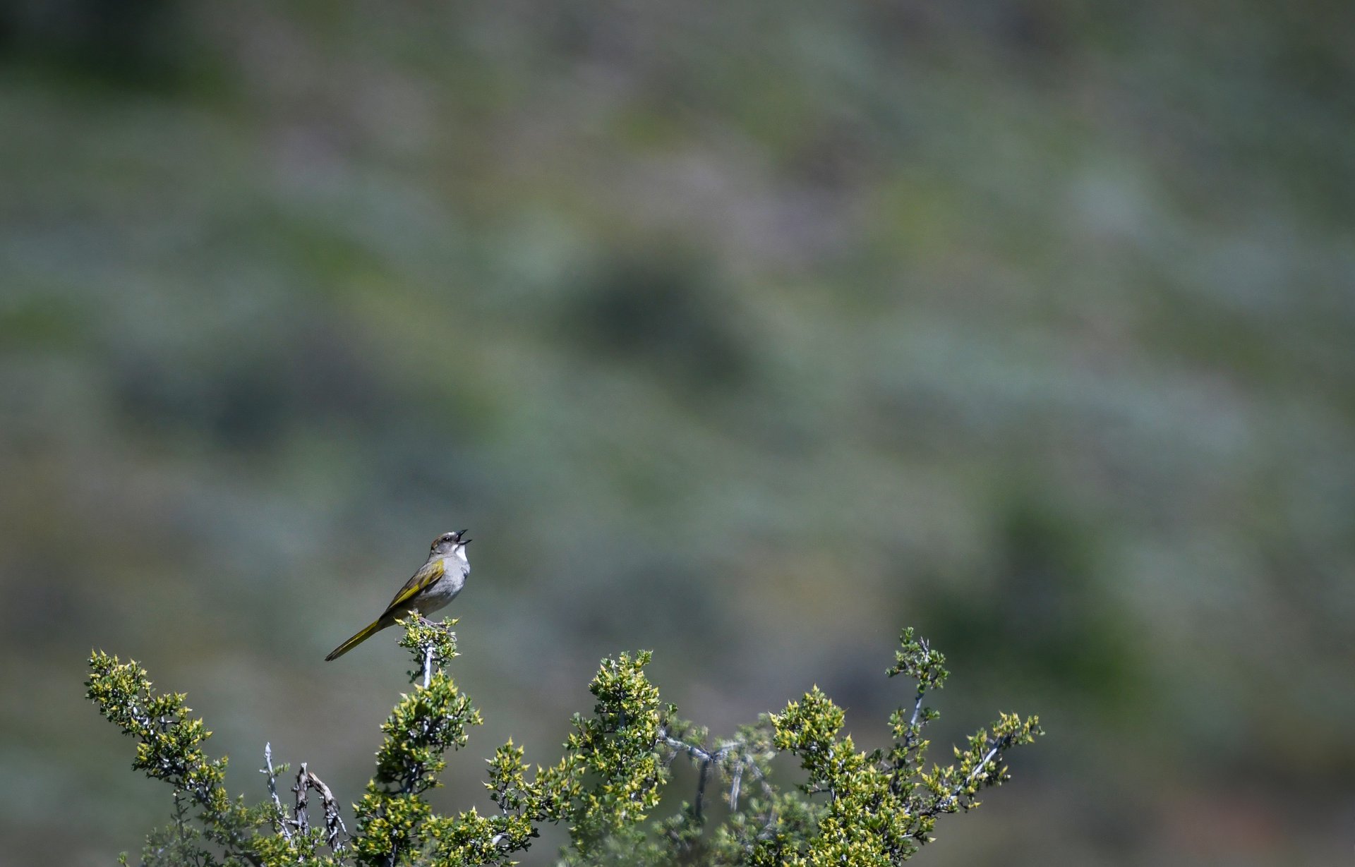 Green-tailed Towhee